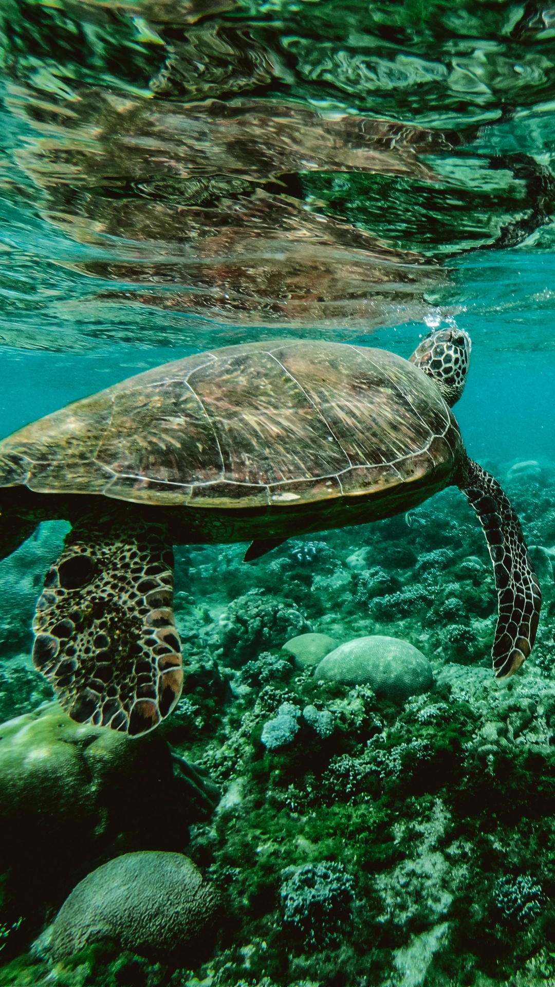 Обои морская черепаха, море, Морская черепаха Бисса, подземные воды, морская биология в разрешении 1080x1920