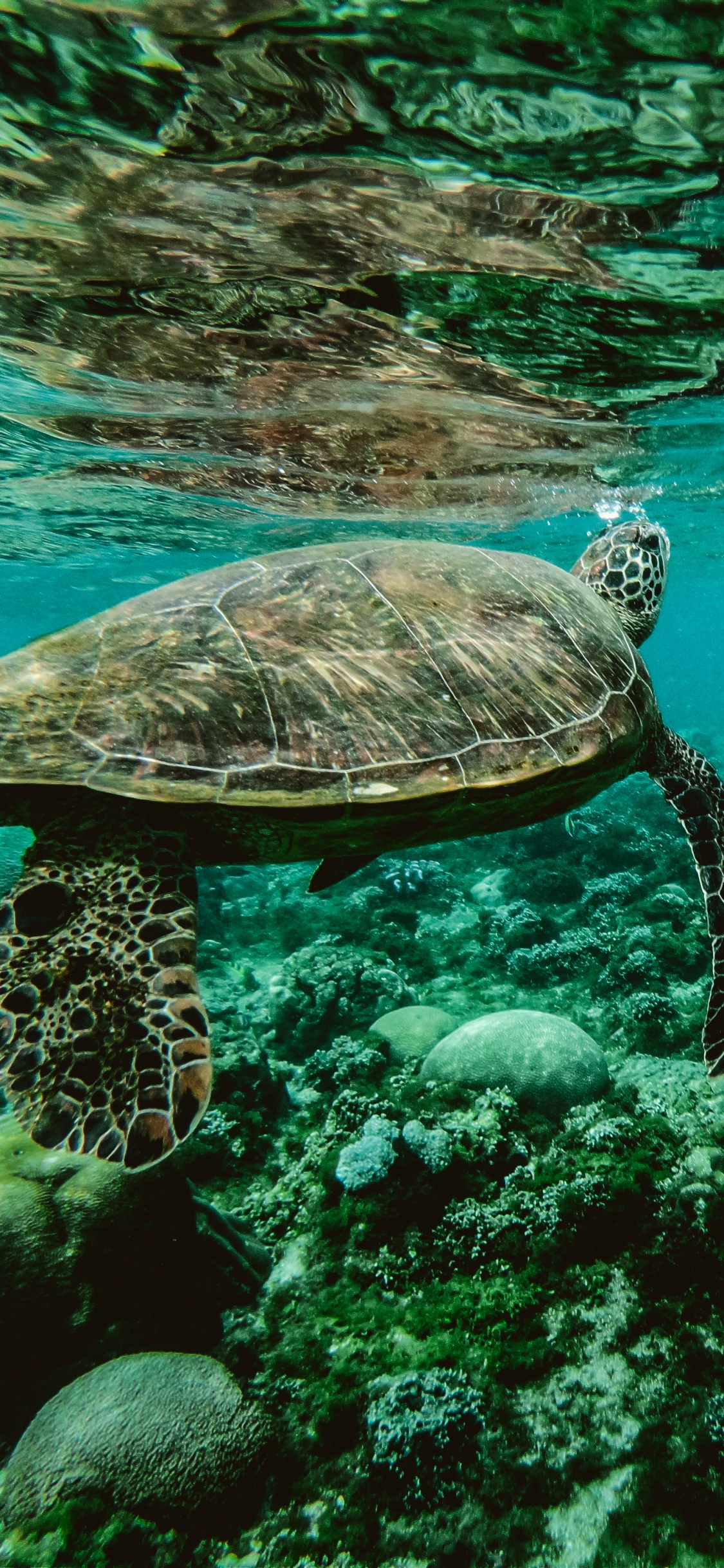 Обои морская черепаха, море, Морская черепаха Бисса, подземные воды, морская биология в разрешении 1125x2436