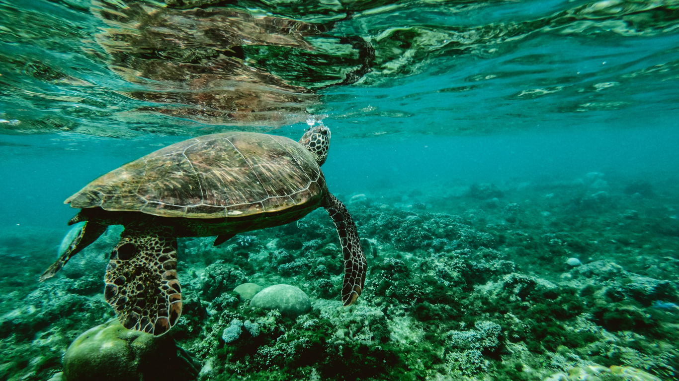 Обои морская черепаха, море, Морская черепаха Бисса, подземные воды, морская биология в разрешении 1366x768