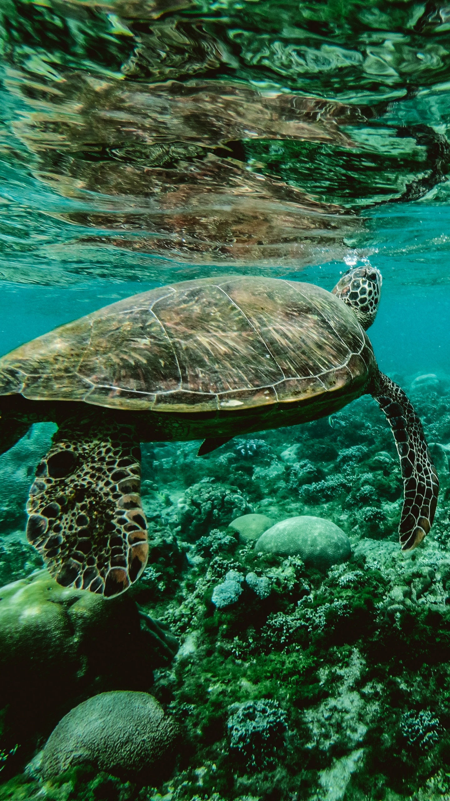 Обои морская черепаха, море, Морская черепаха Бисса, подземные воды, морская биология в разрешении 1440x2560