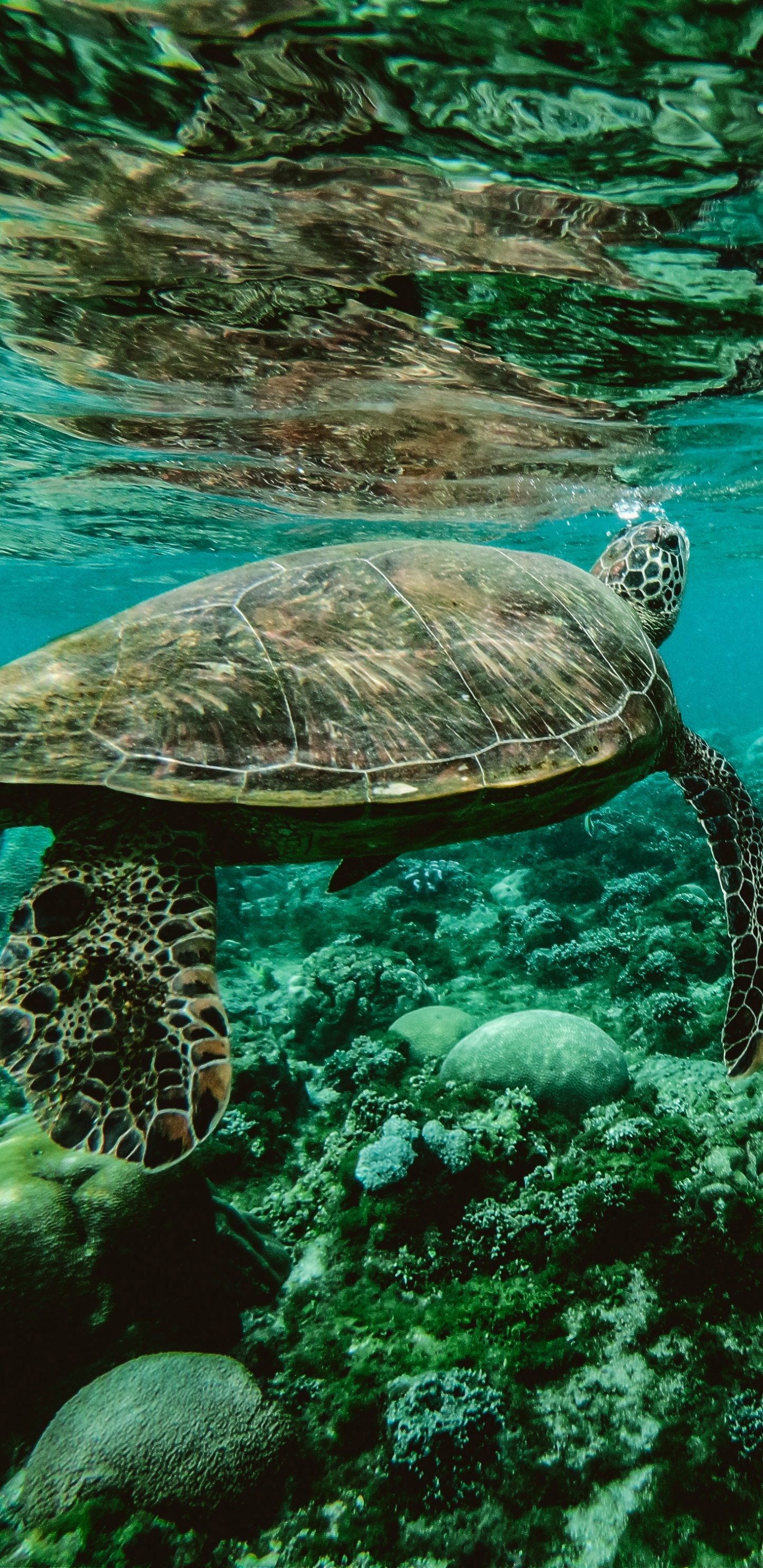 Обои морская черепаха, море, Морская черепаха Бисса, подземные воды, морская биология в разрешении 1440x2960
