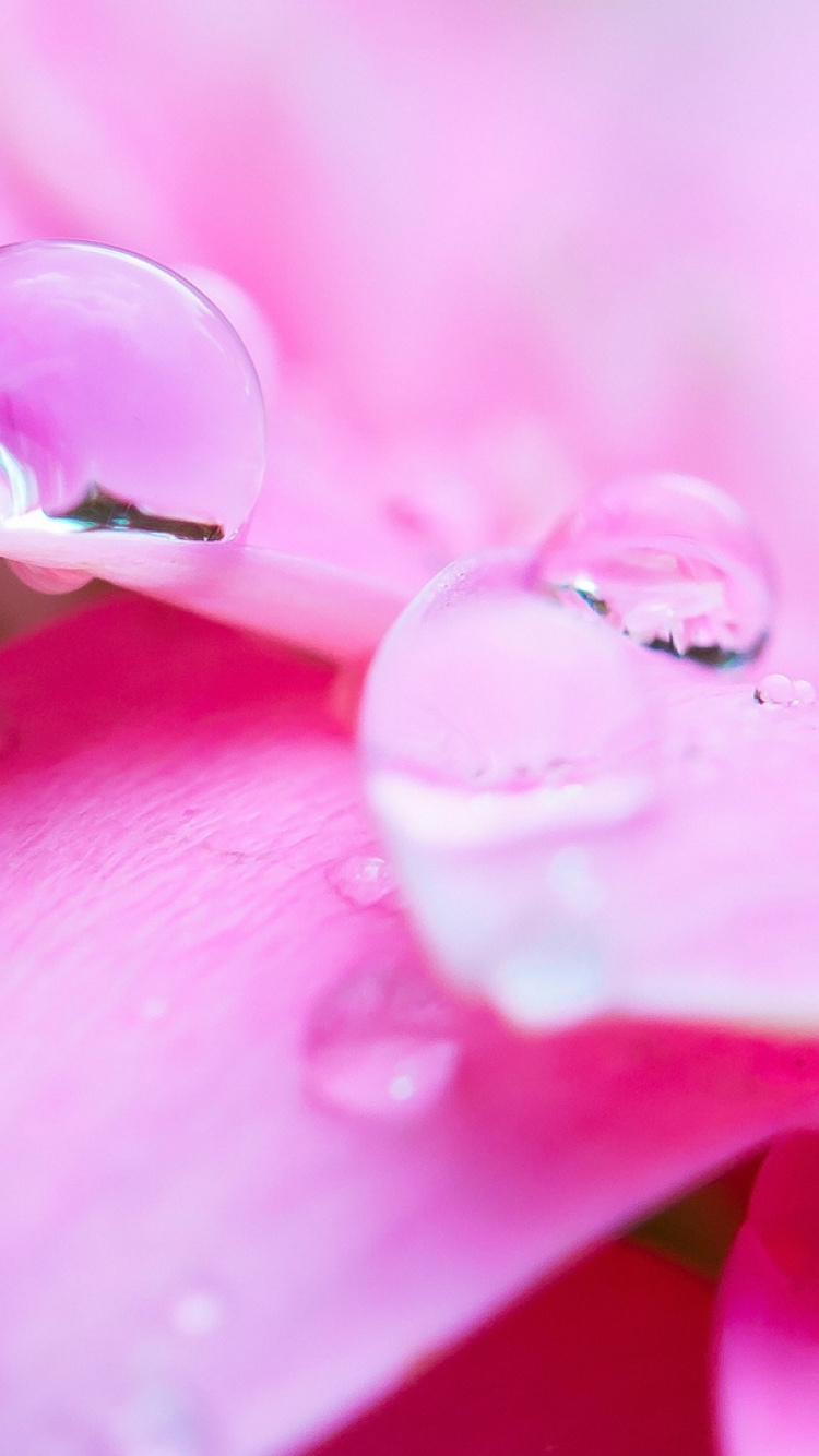 Обои цветок, роса, лепесток, розовый, вода в разрешении 750x1334