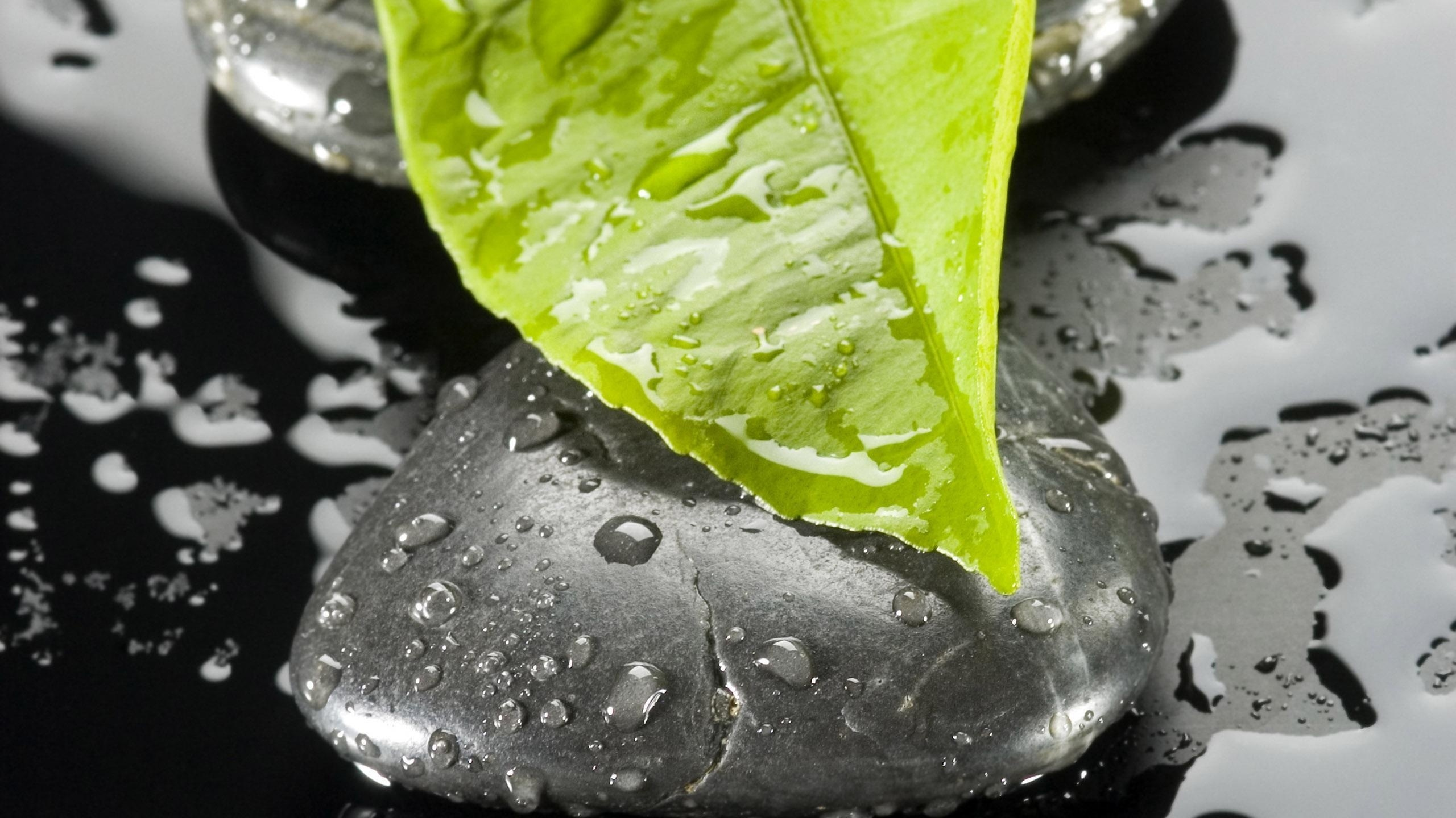 Обои дзен, вода, падение, макросъемка, капли в разрешении 2560x1440