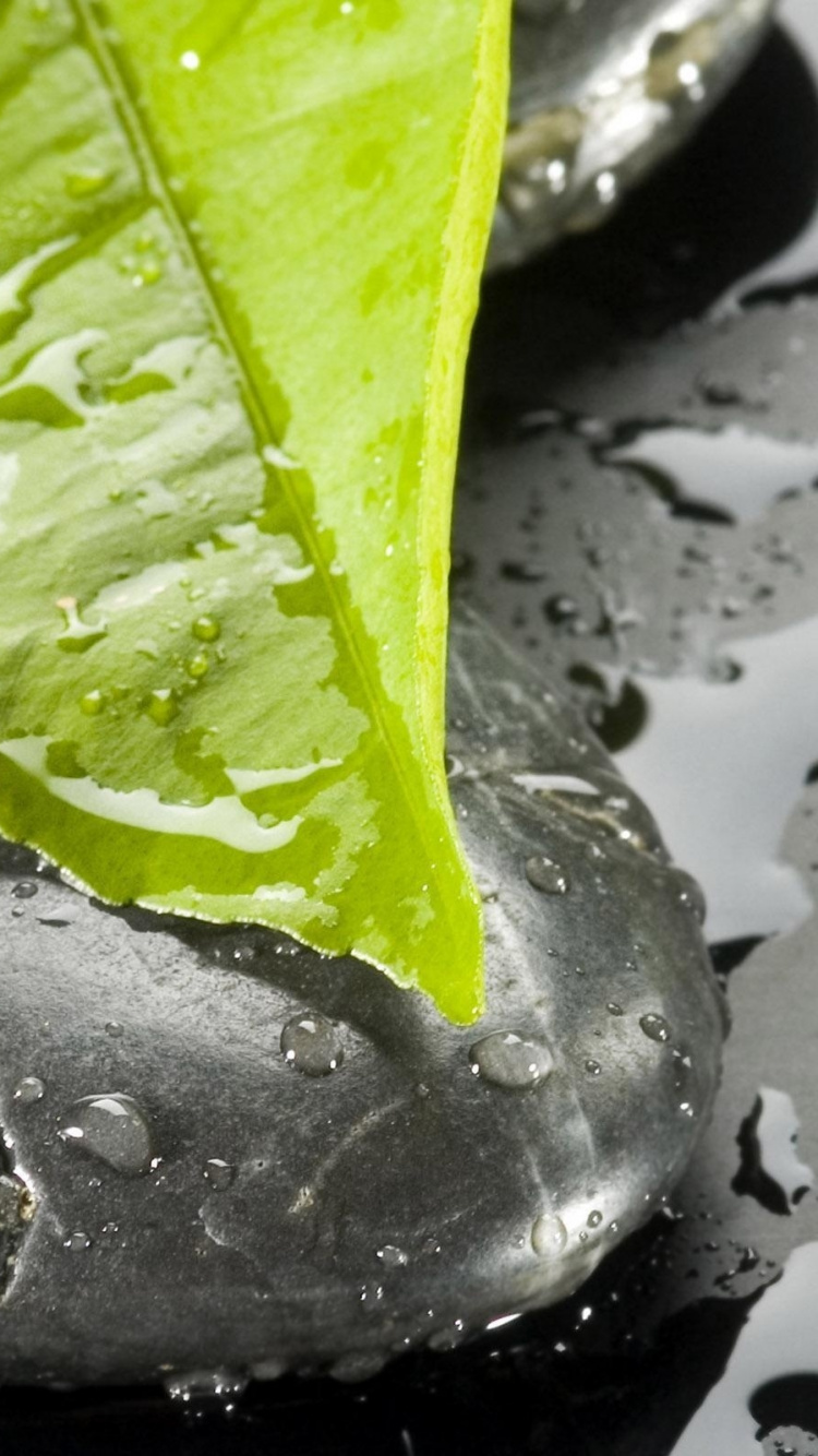 Обои дзен, вода, падение, макросъемка, капли в разрешении 750x1334