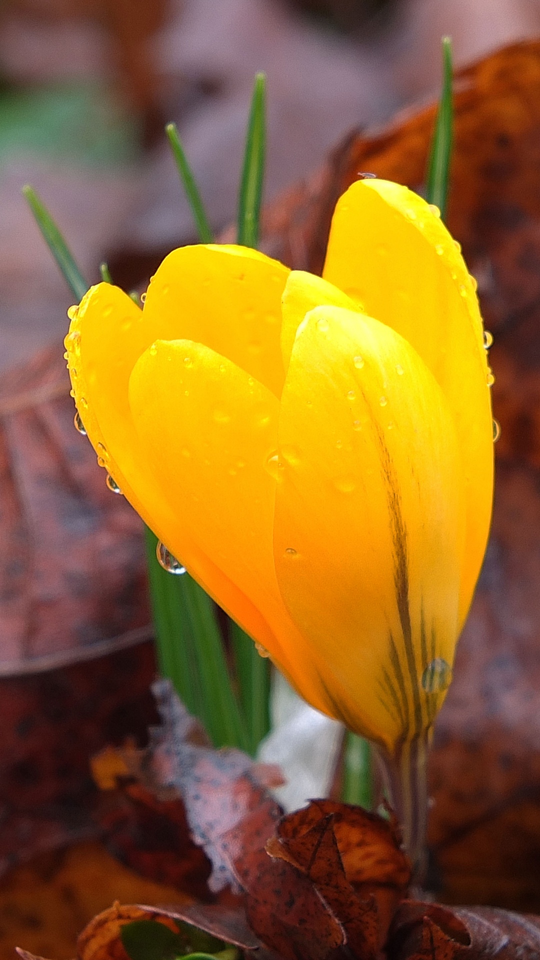 Обои цветок, растение, лист, желтый, цветковое растение в разрешении 1080x1920