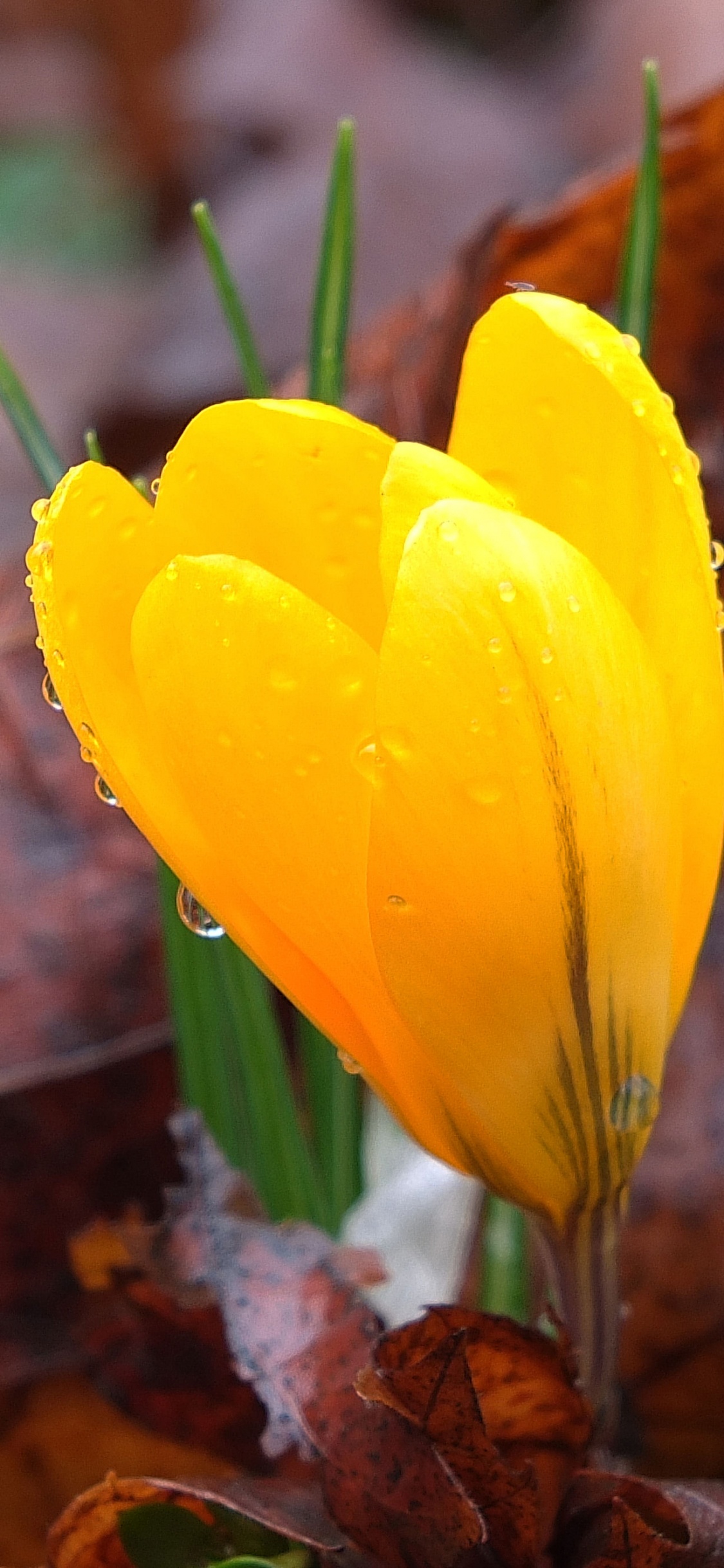 Обои цветок, растение, лист, желтый, цветковое растение в разрешении 1125x2436