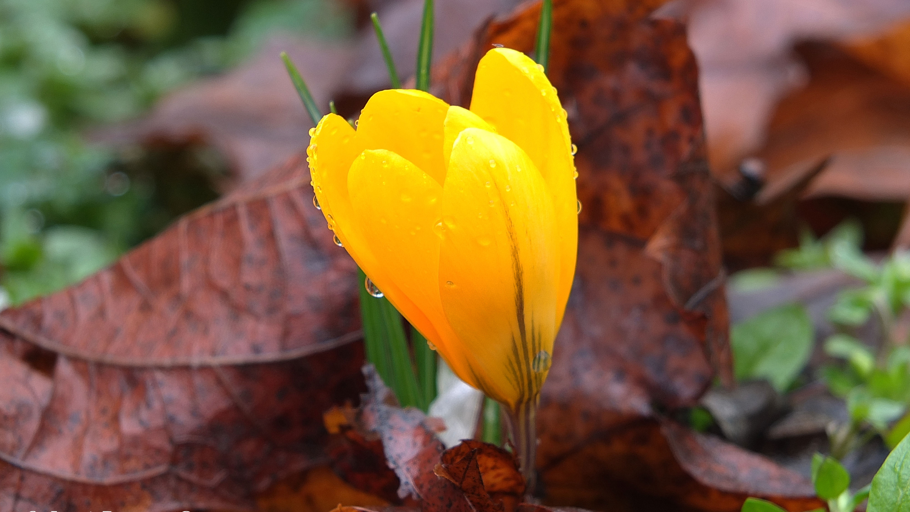 Обои цветок, растение, лист, желтый, цветковое растение в разрешении 3840x2160