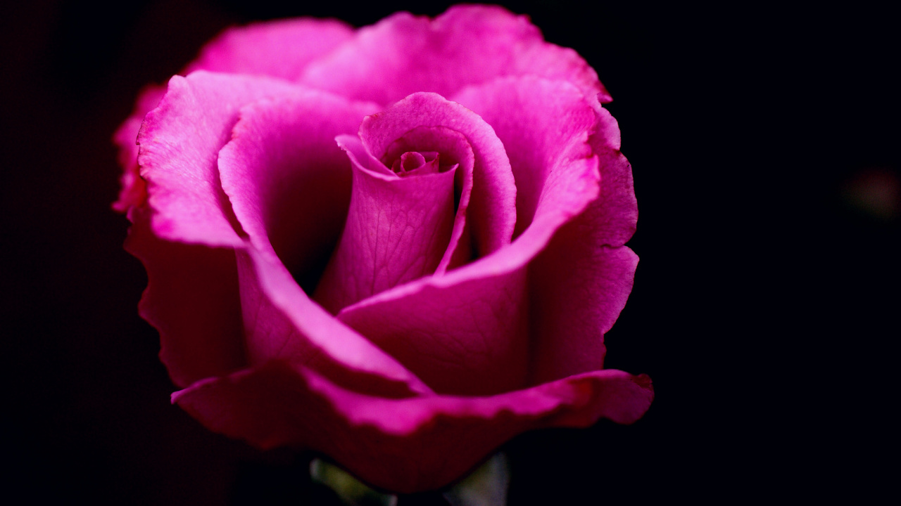 Обои Роза, цветок, сад роз, цветковое растение, лепесток в разрешении 1280x720