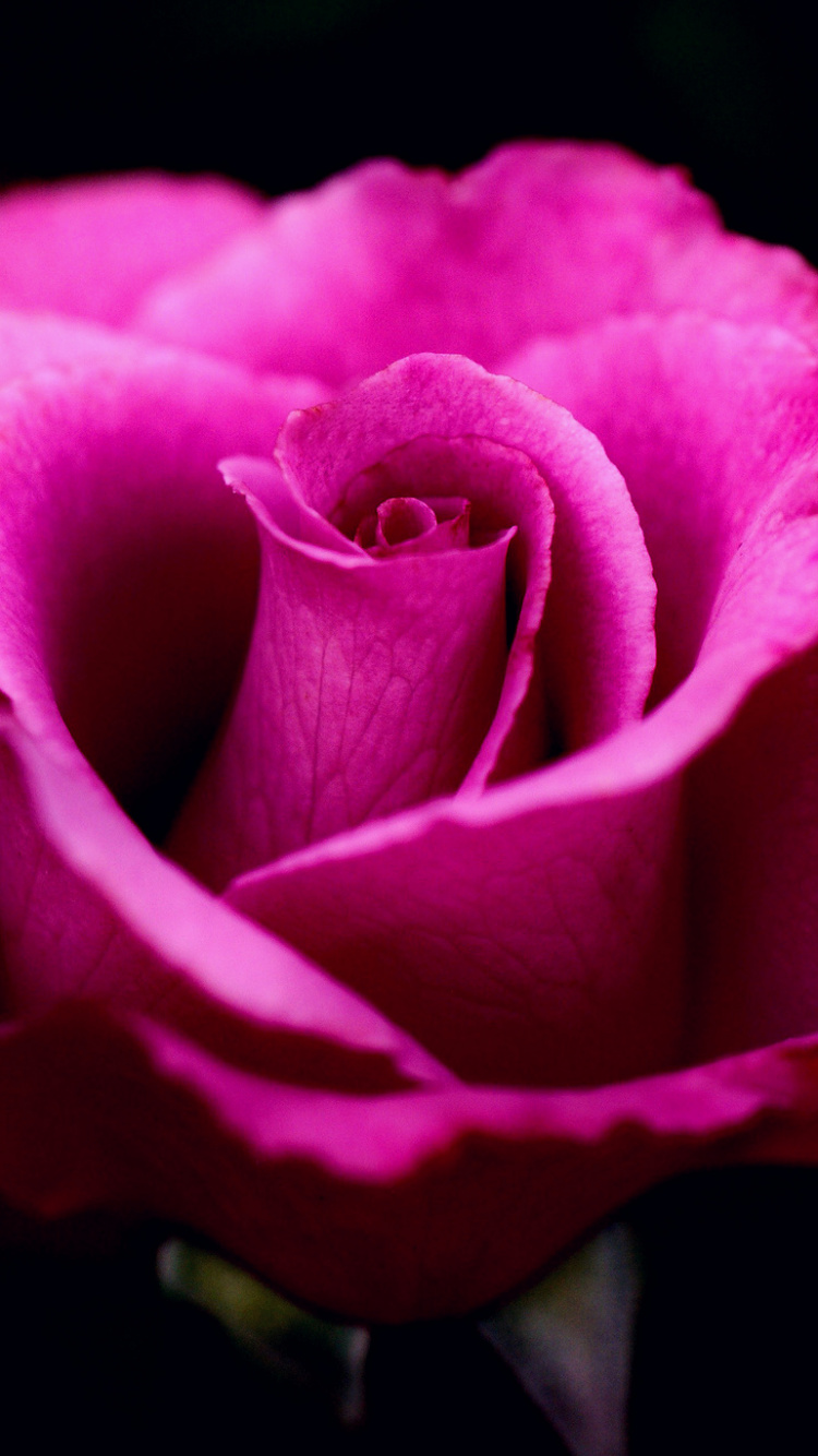 Обои Роза, цветок, сад роз, цветковое растение, лепесток в разрешении 750x1334