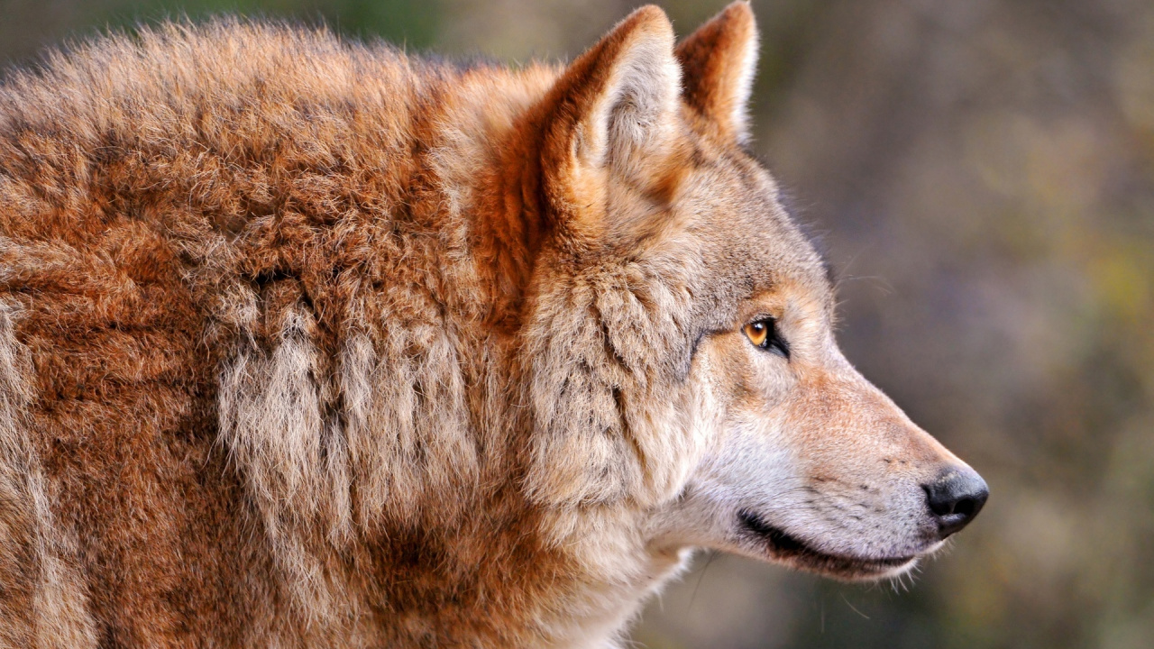 Обои Койот, живая природа, профиль, фауна в разрешении 1280x720