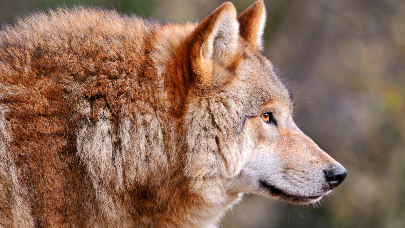Обои Койот, живая природа, профиль, фауна в разрешении 1366x768