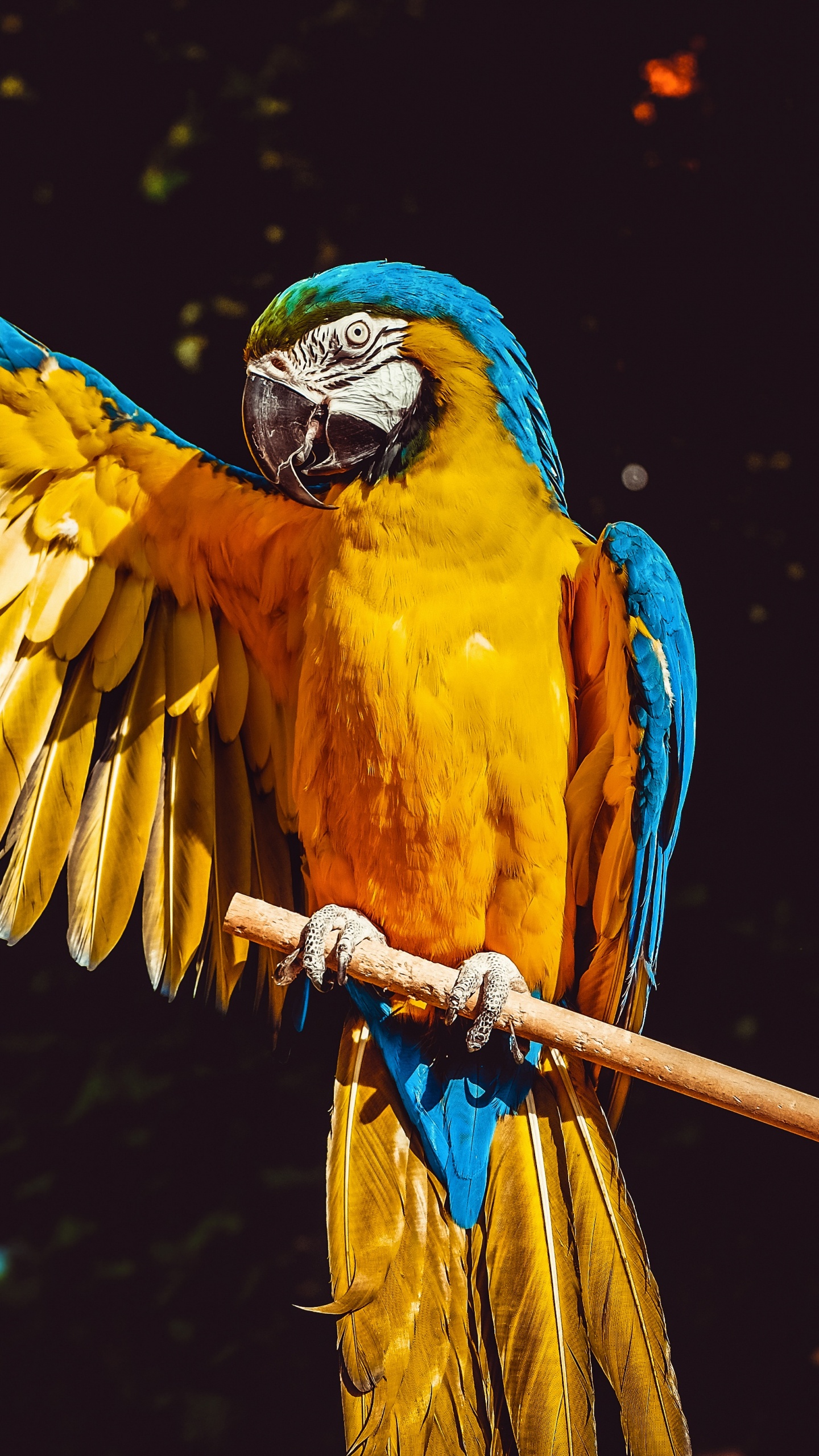 Обои Ара, клюв, птица, попугай, желтый в разрешении 1440x2560