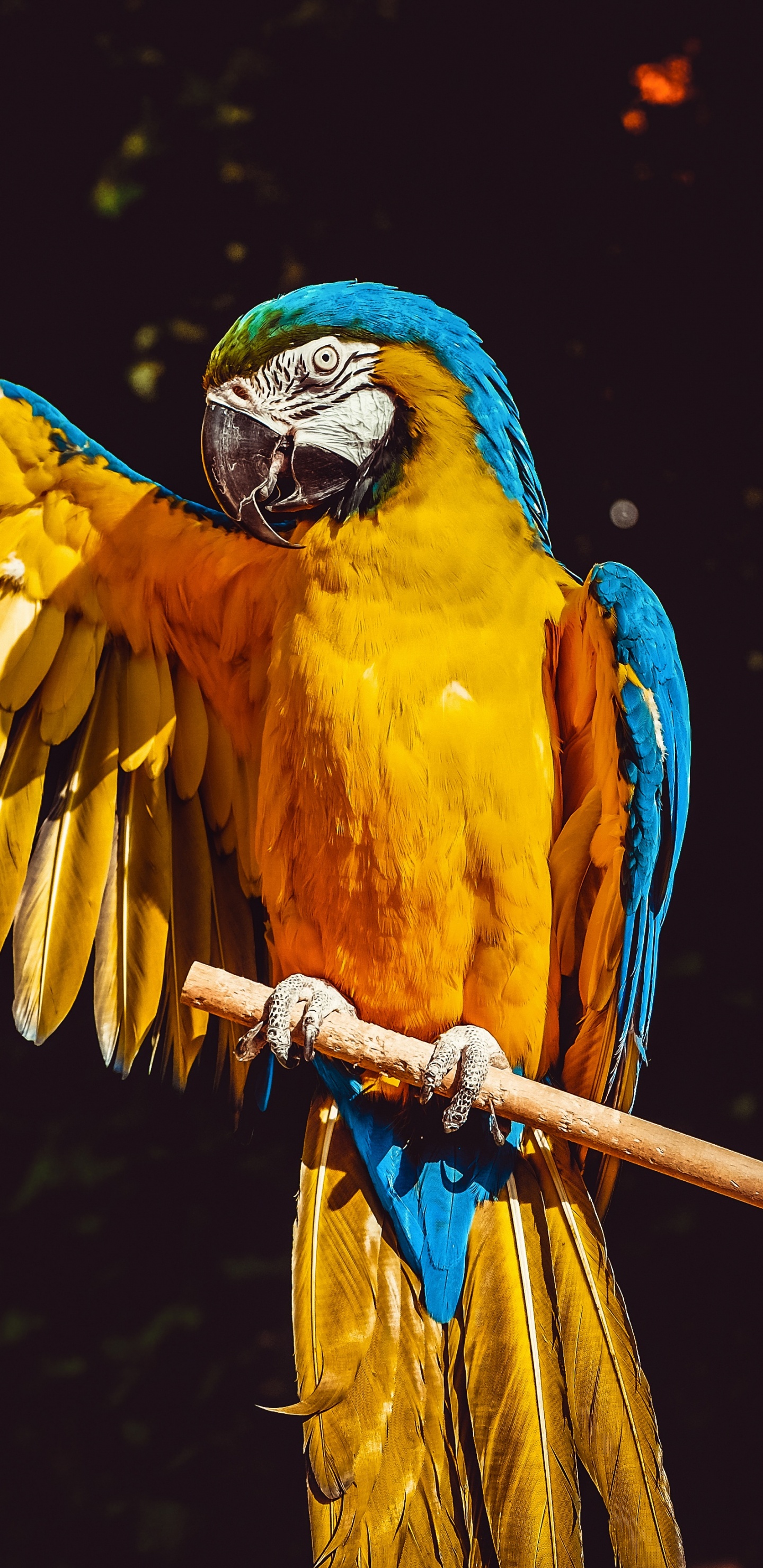 Обои Ара, клюв, птица, попугай, желтый в разрешении 1440x2960