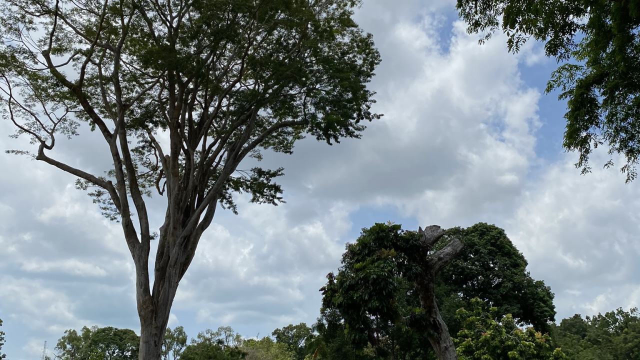 Обои лист, ветвь, облако, дерево, древесные растения в разрешении 1280x720