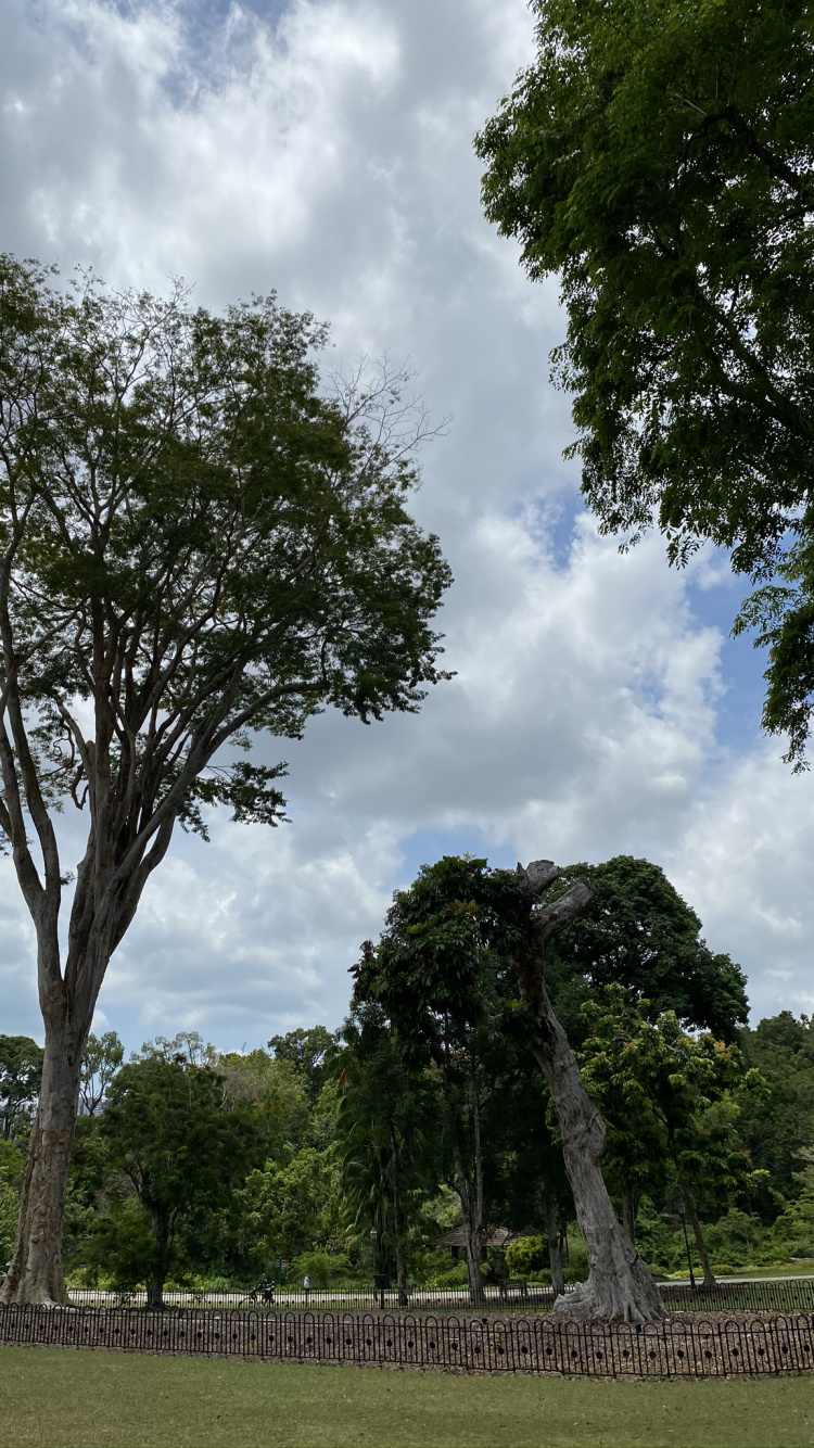 Обои лист, ветвь, облако, дерево, древесные растения в разрешении 750x1334