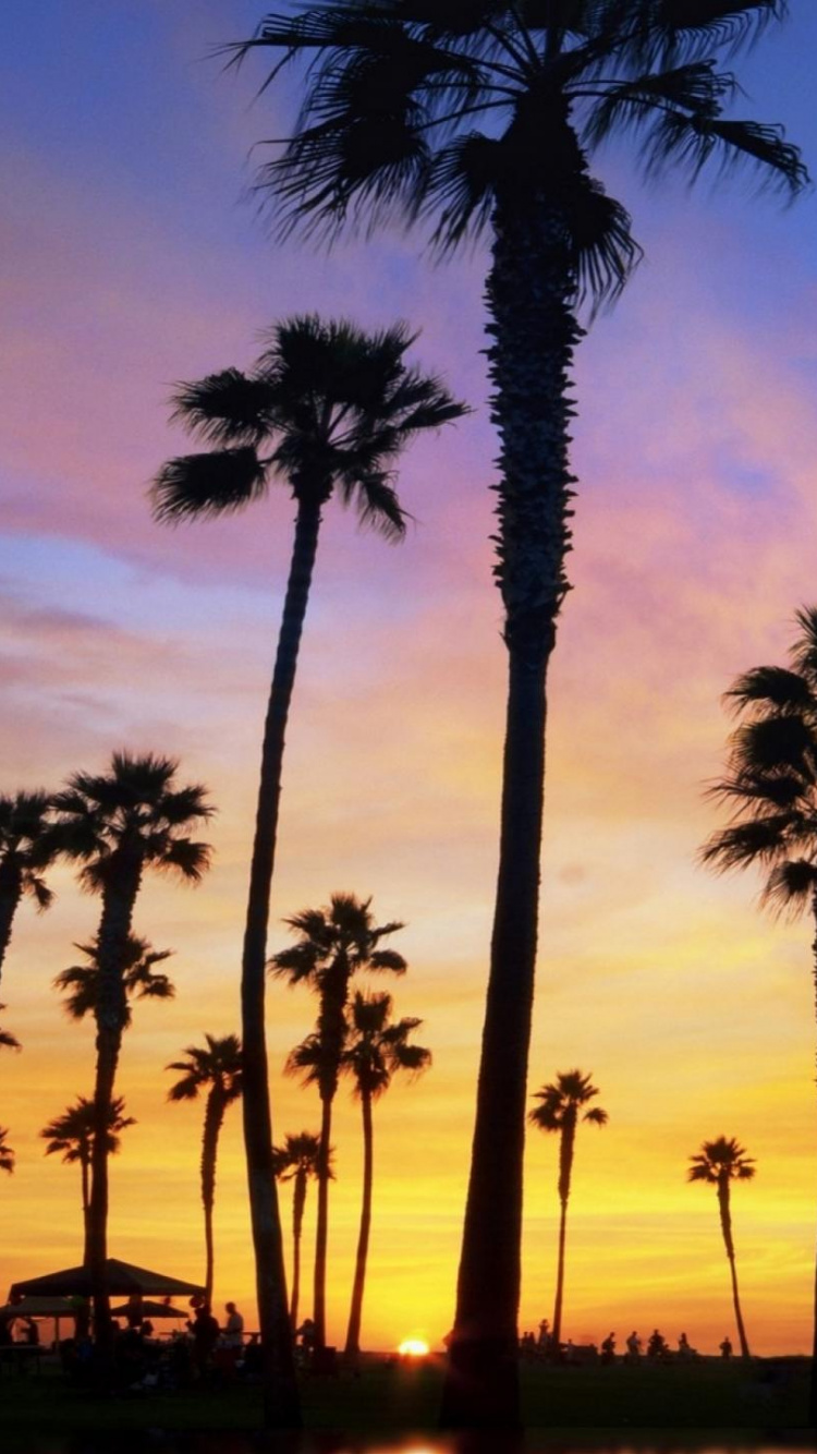 Обои дерево, Пальма, закат, горизонт, древесные растения в разрешении 750x1334