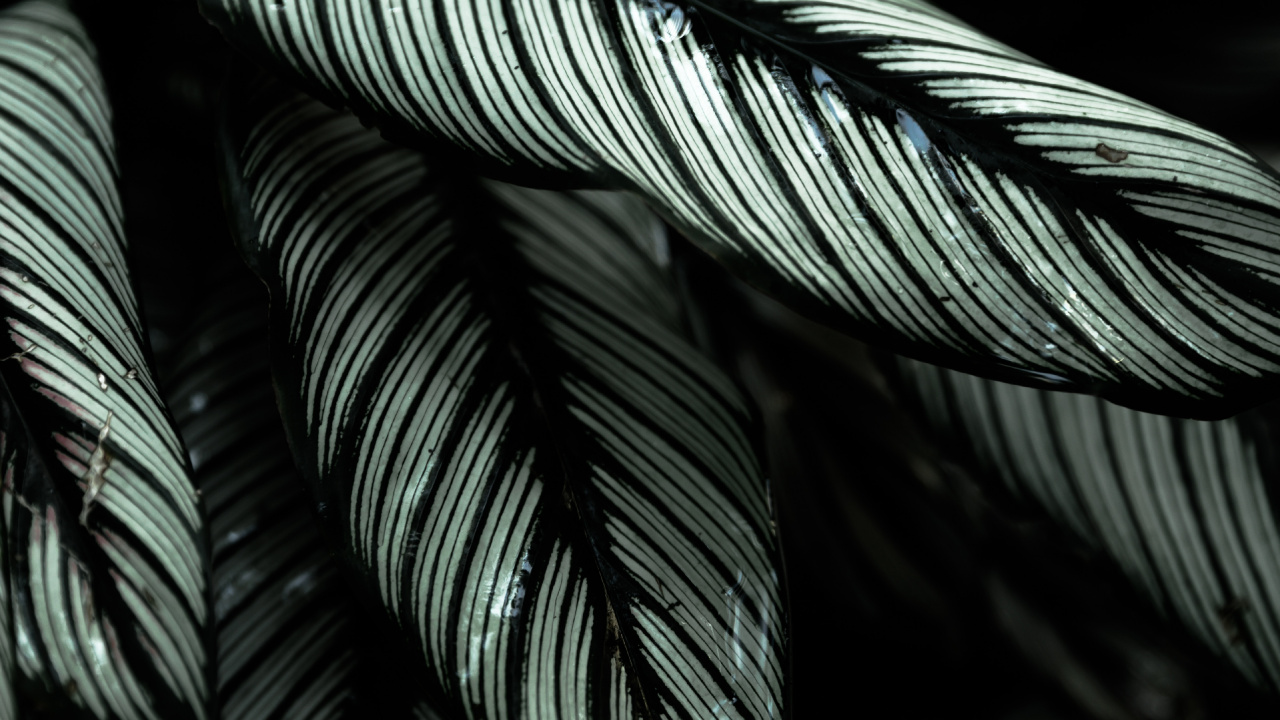 Обои растение, дерево, лист, ботаники, Черный Белый - М в разрешении 1280x720