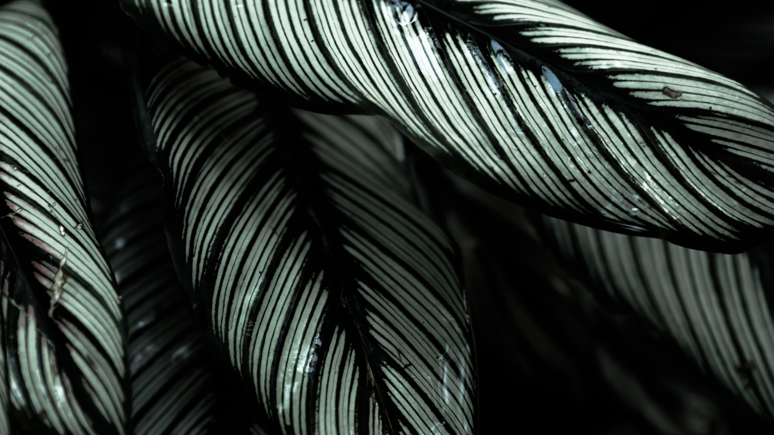 Обои растение, дерево, лист, ботаники, Черный Белый - М в разрешении 2560x1440