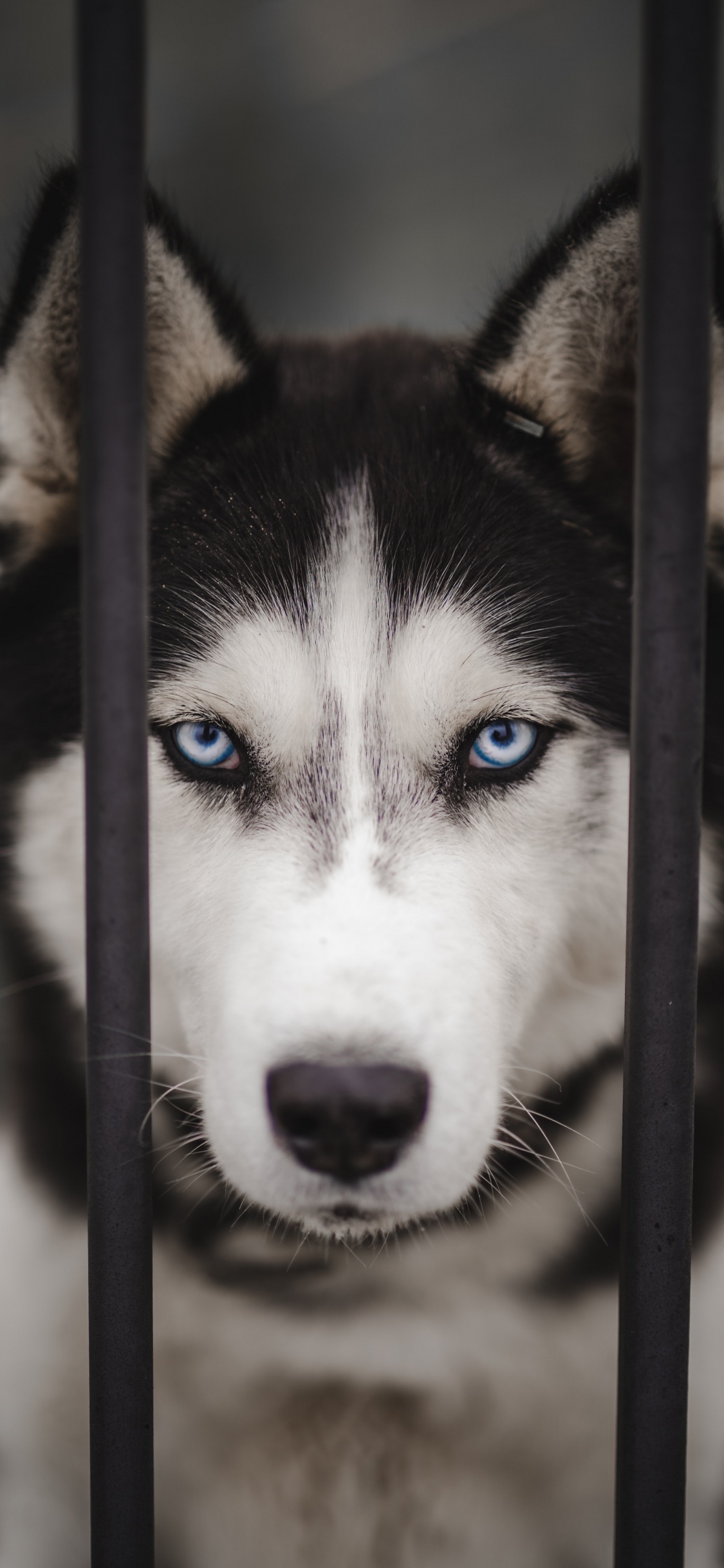 Обои Себирская Хаски, аляскинский маламут, канадская инуитская собака, миниатюрный Сибирский хаски, Сахалинская хаски в разрешении 1125x2436