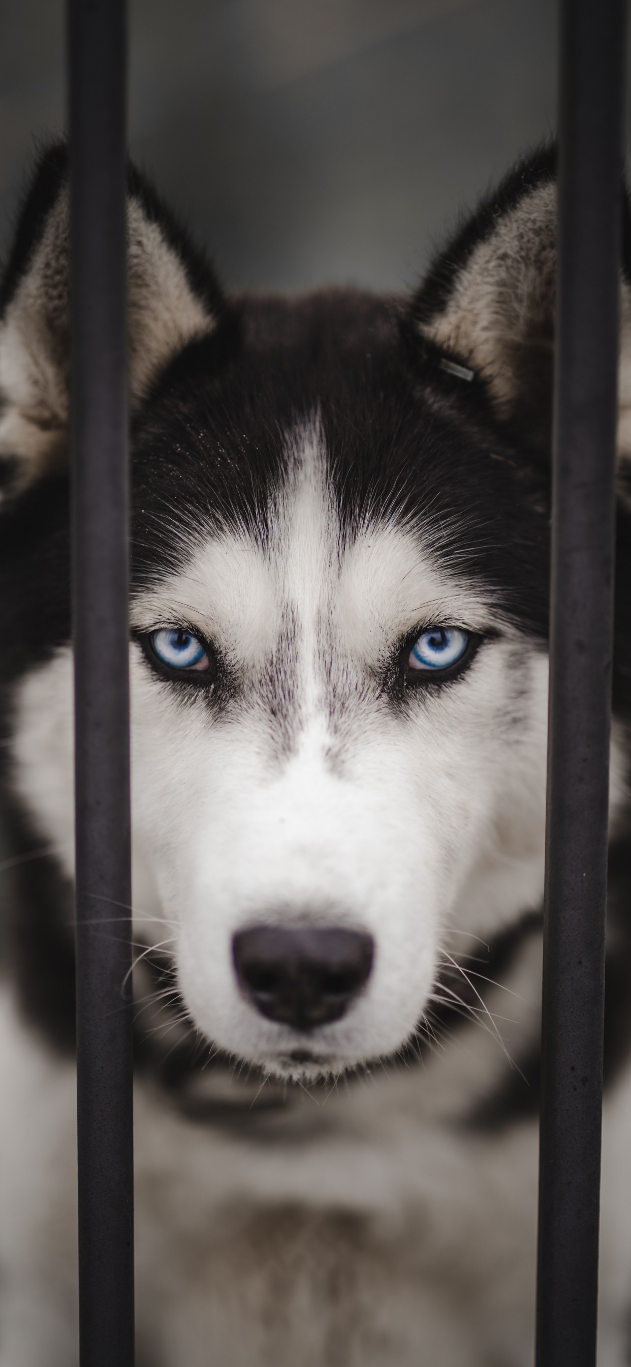 Обои Себирская Хаски, аляскинский маламут, канадская инуитская собака, миниатюрный Сибирский хаски, Сахалинская хаски в разрешении 1242x2688