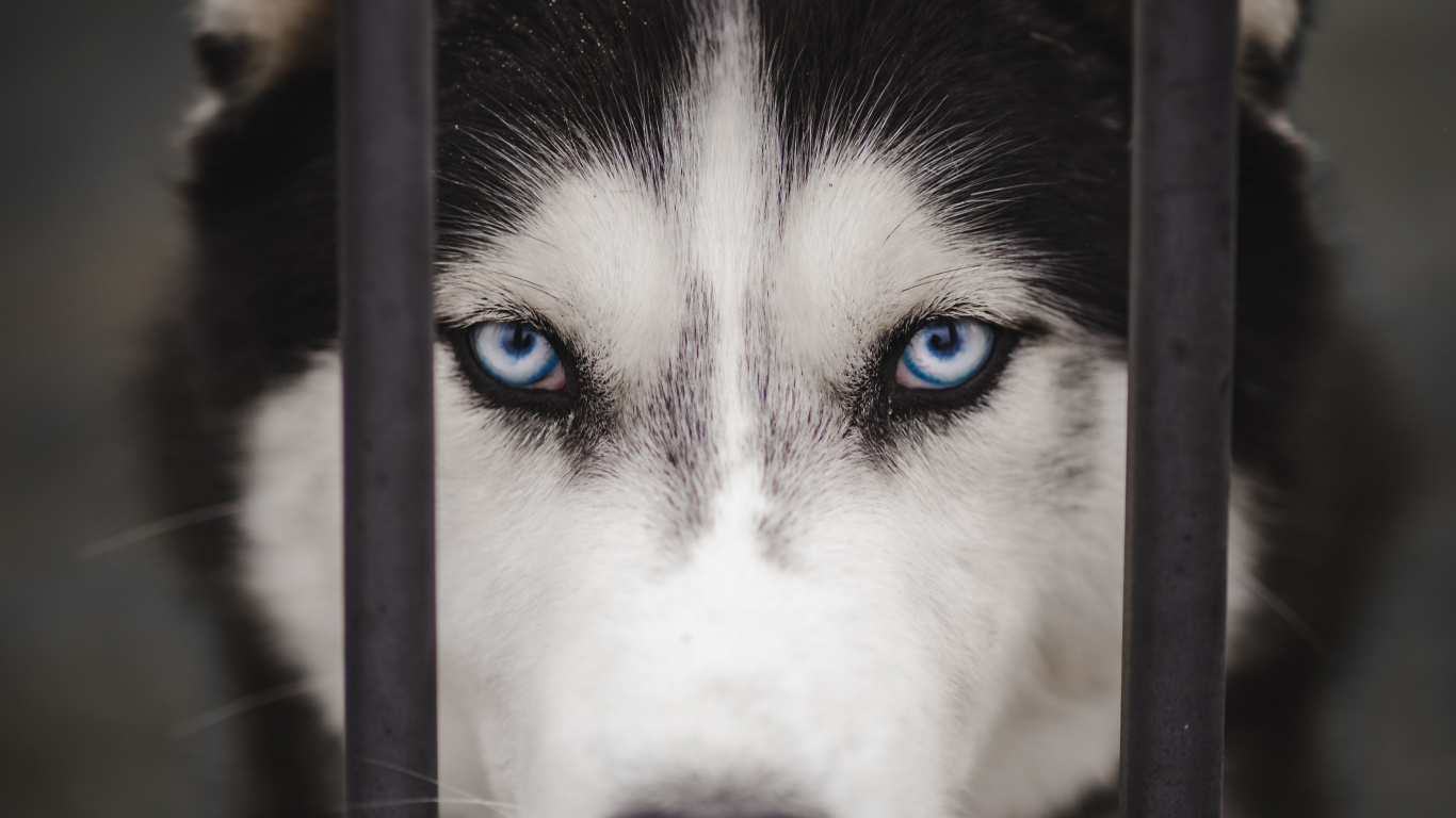 Обои Себирская Хаски, аляскинский маламут, канадская инуитская собака, миниатюрный Сибирский хаски, Сахалинская хаски в разрешении 1366x768