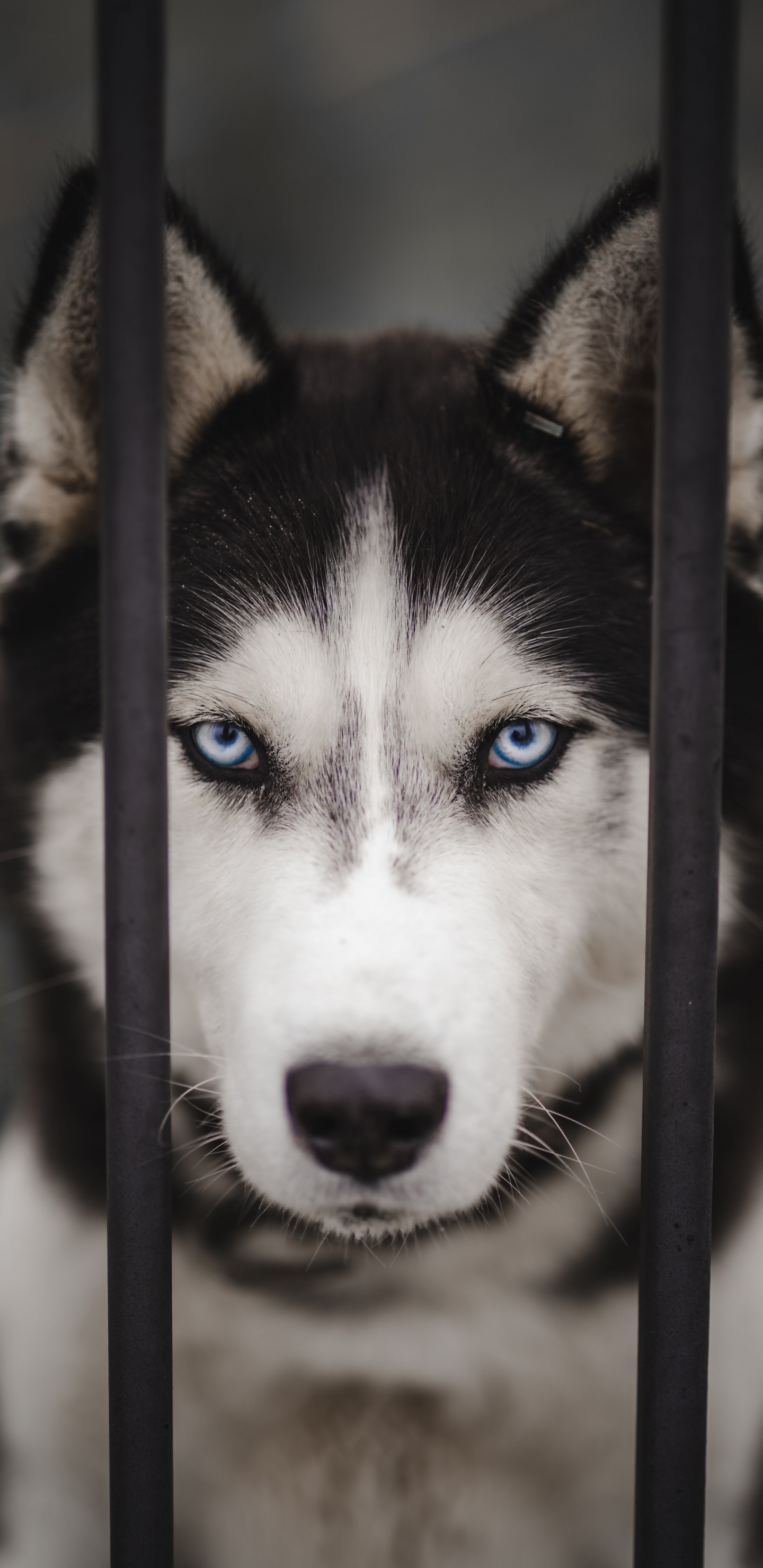 Обои Себирская Хаски, аляскинский маламут, канадская инуитская собака, миниатюрный Сибирский хаски, Сахалинская хаски в разрешении 1440x2960