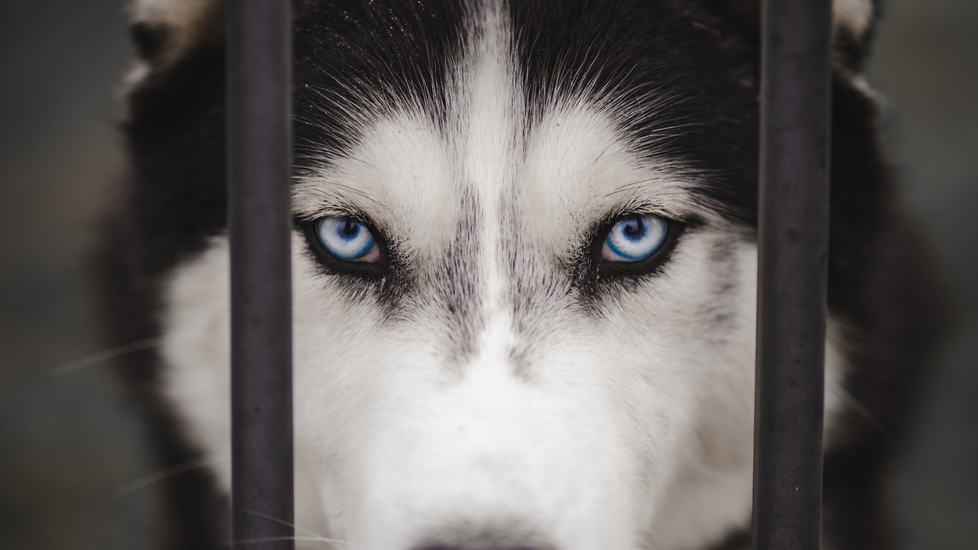 Обои Себирская Хаски, аляскинский маламут, канадская инуитская собака, миниатюрный Сибирский хаски, Сахалинская хаски в разрешении 1920x1080