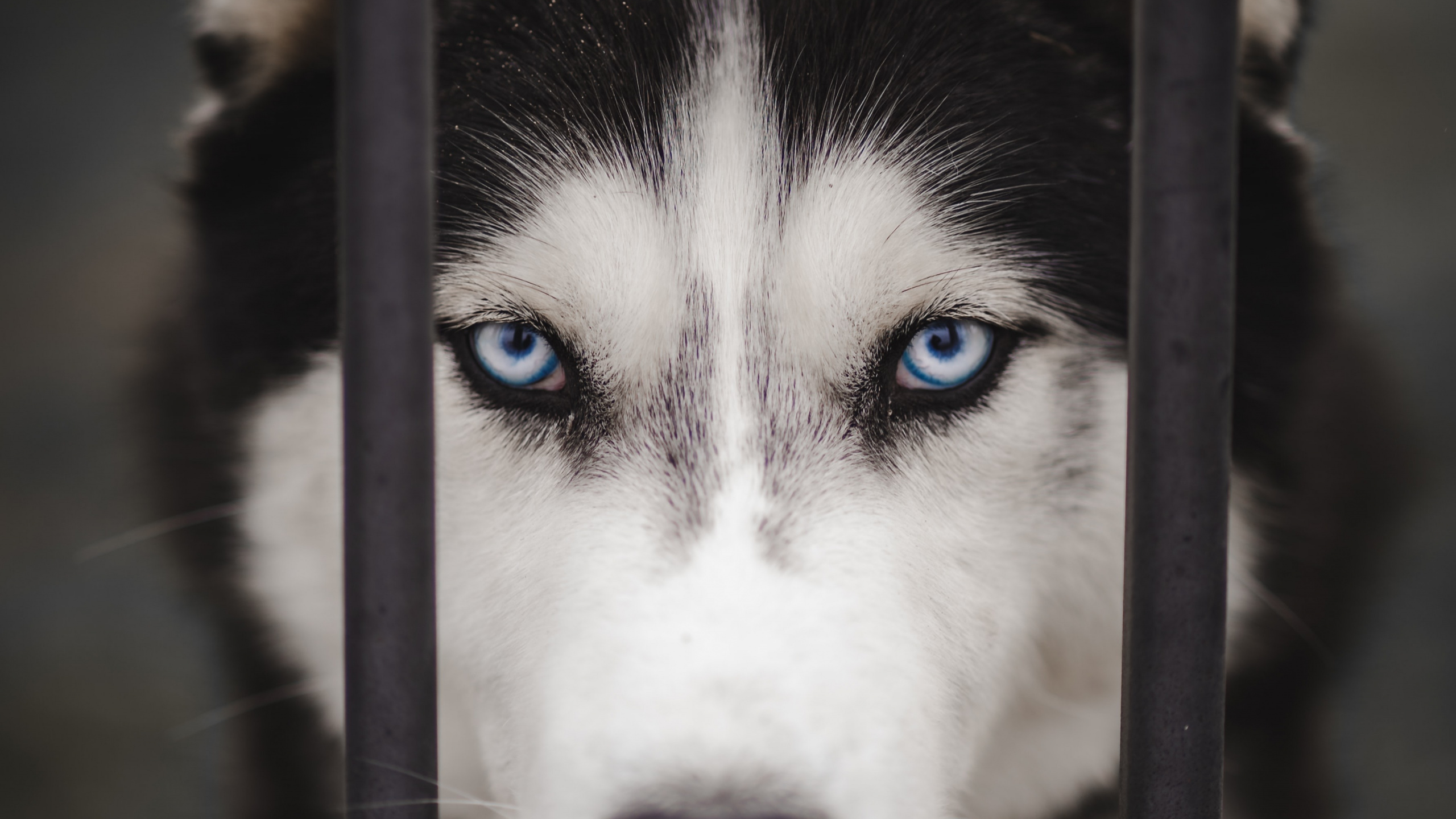 Обои Себирская Хаски, аляскинский маламут, канадская инуитская собака, миниатюрный Сибирский хаски, Сахалинская хаски в разрешении 2560x1440