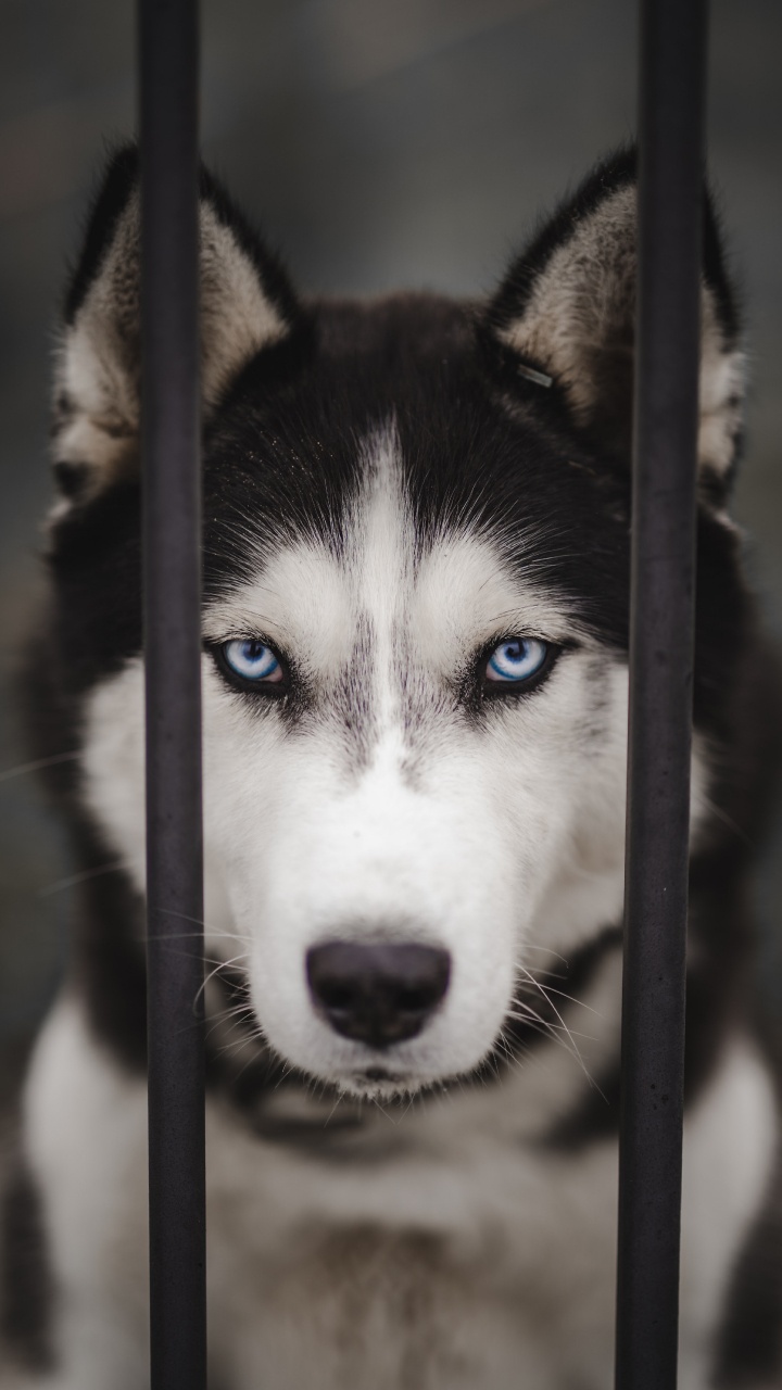 Обои Себирская Хаски, аляскинский маламут, канадская инуитская собака, миниатюрный Сибирский хаски, Сахалинская хаски в разрешении 720x1280