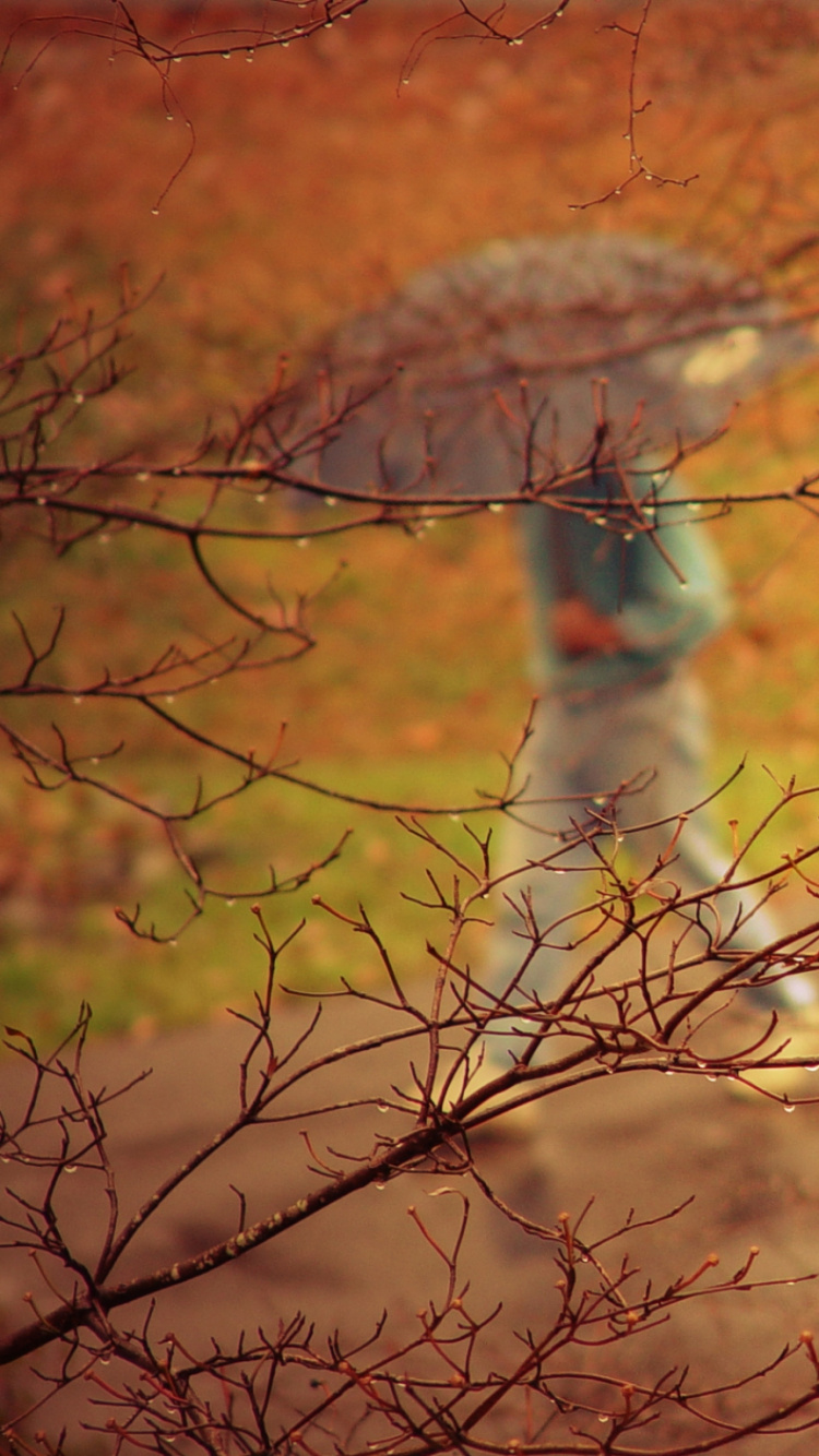 Обои осень, дерево, прут, утро, листопадные в разрешении 750x1334