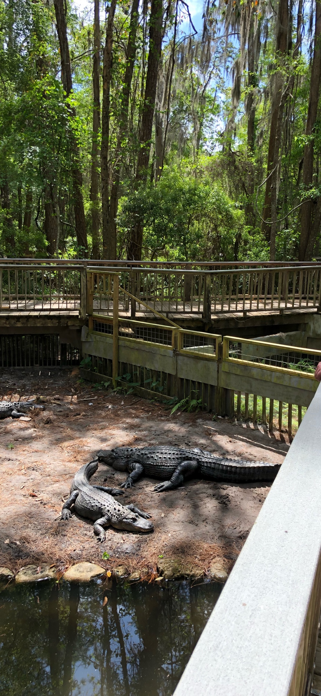 Обои крокодил, вода, человеческое тело, шорты, природный заповедник в разрешении 1125x2436