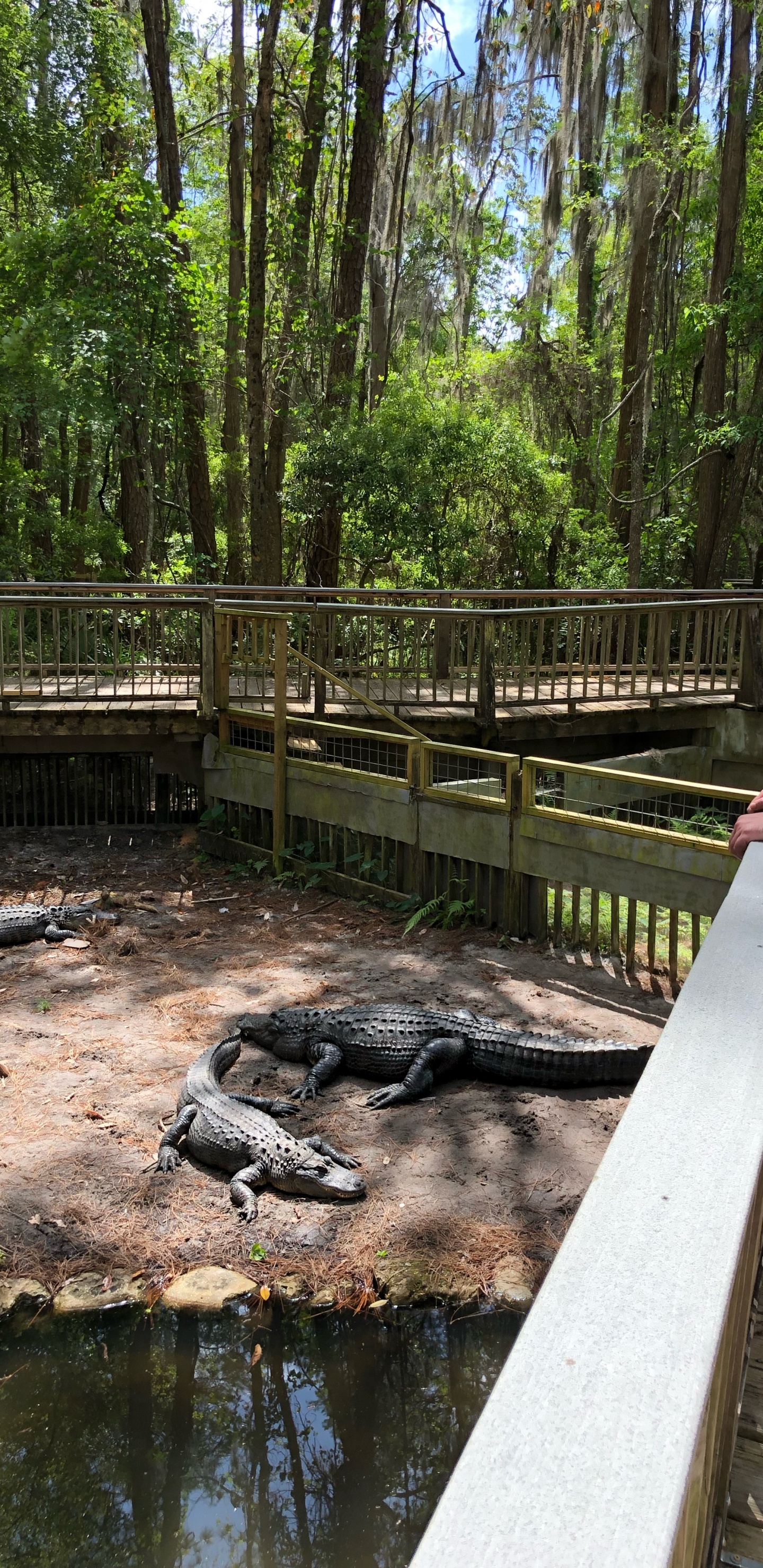 Обои крокодил, вода, человеческое тело, шорты, природный заповедник в разрешении 1440x2960
