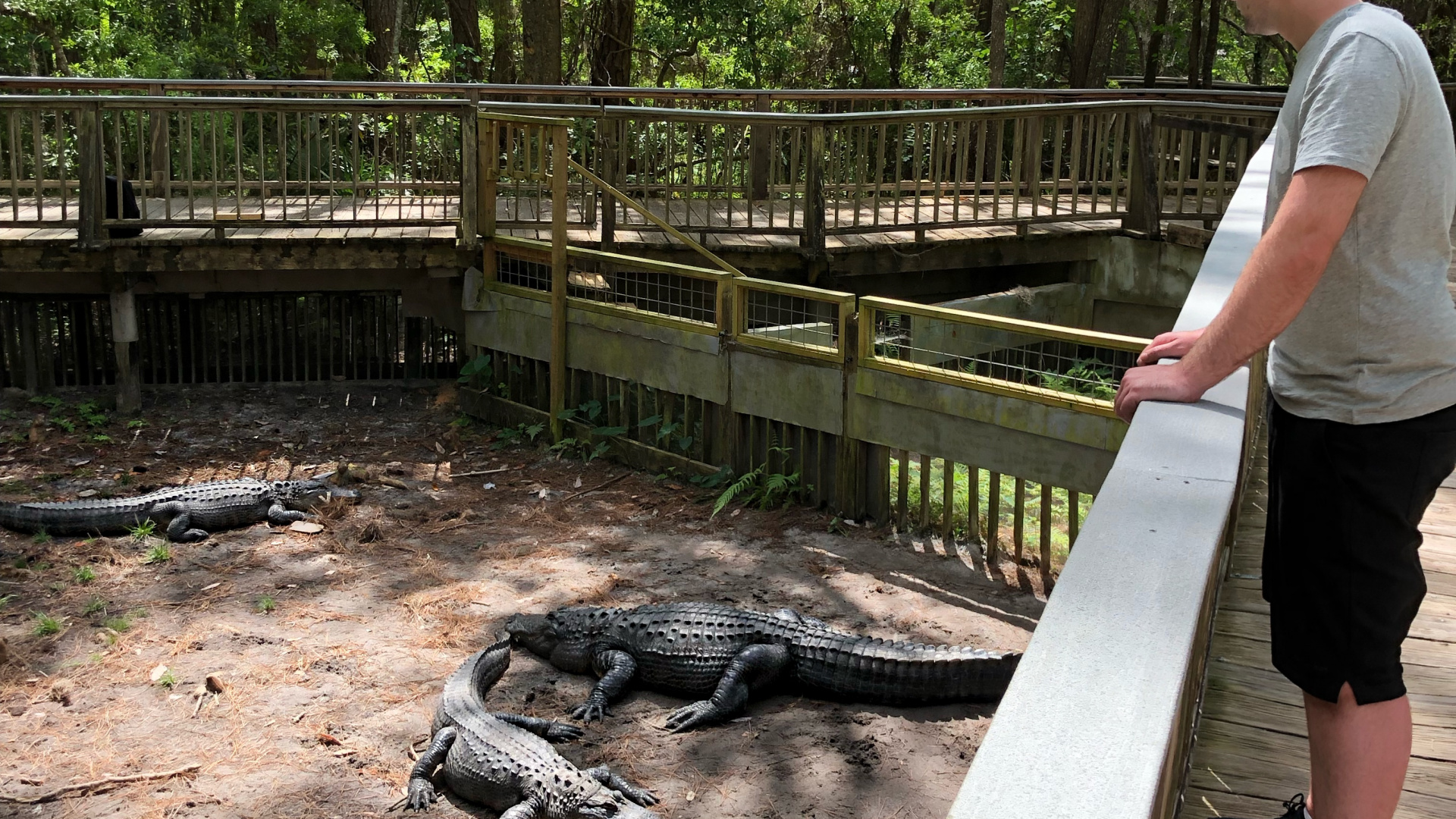 Обои крокодил, вода, человеческое тело, шорты, природный заповедник в разрешении 1920x1080