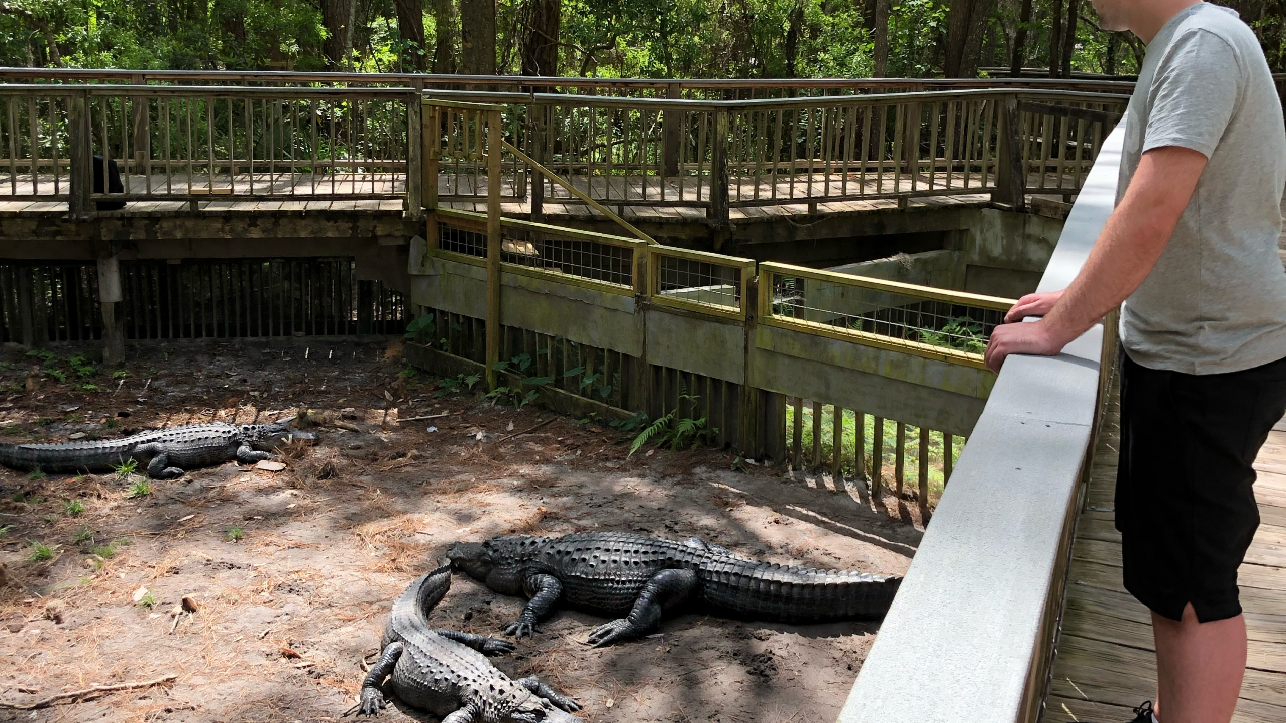 Обои крокодил, вода, человеческое тело, шорты, природный заповедник в разрешении 2560x1440