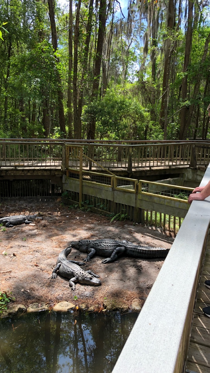 Обои крокодил, вода, человеческое тело, шорты, природный заповедник в разрешении 720x1280