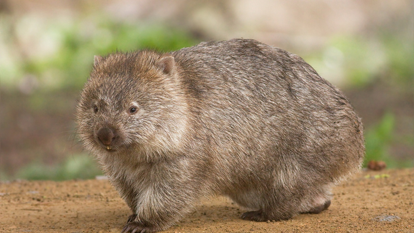 Обои австралия, Южный шерстистоносый вомбат, вомбат, наземные животные, сумчатое животное в разрешении 1366x768