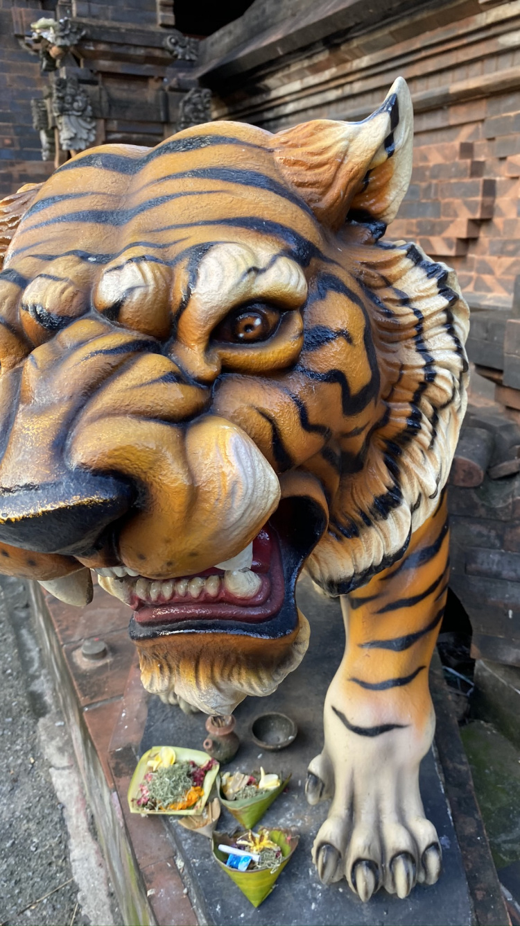 Обои голова, бенгальский тигр, кошачьих, Амурский тигр, тигр в разрешении 750x1334