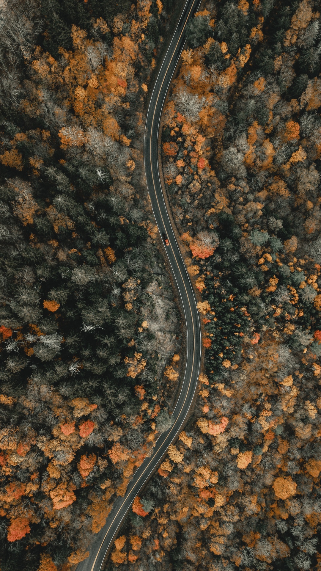 Обои почва, Anguidae, Северная Каролина, только Иисус, Канадский Гусь в разрешении 1080x1920