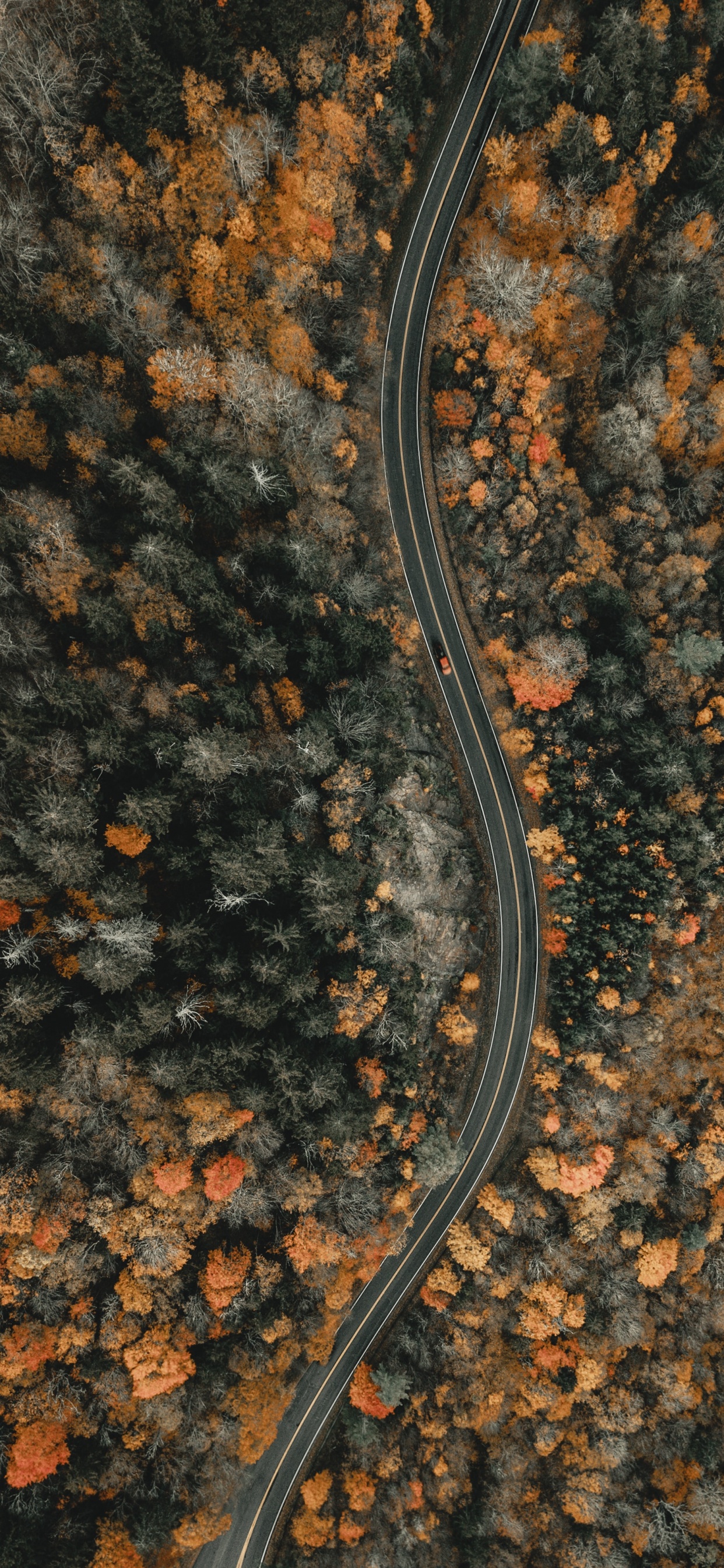 Обои почва, Anguidae, Северная Каролина, только Иисус, Канадский Гусь в разрешении 1242x2688