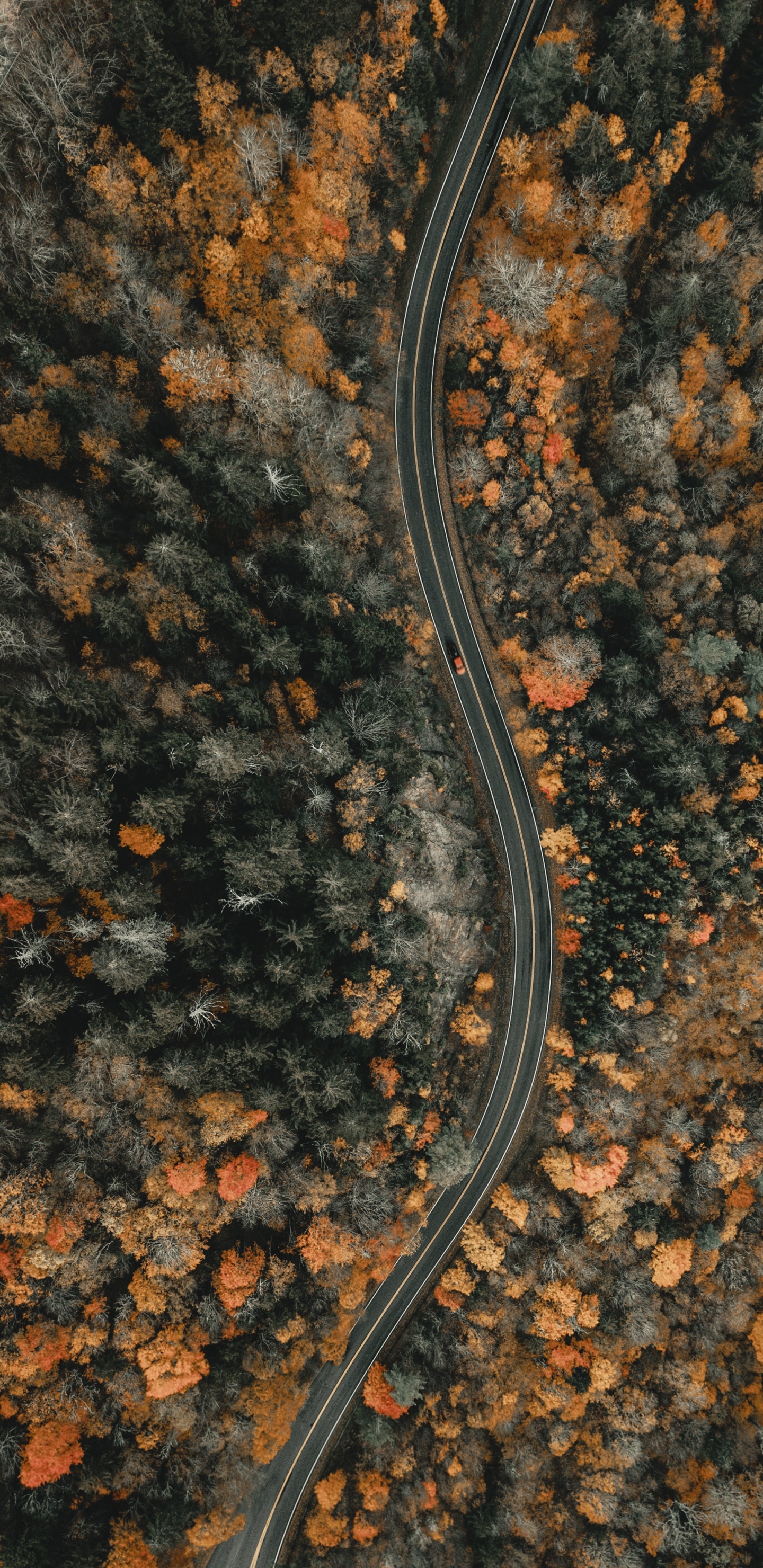 Обои почва, Anguidae, Северная Каролина, только Иисус, Канадский Гусь в разрешении 1440x2960