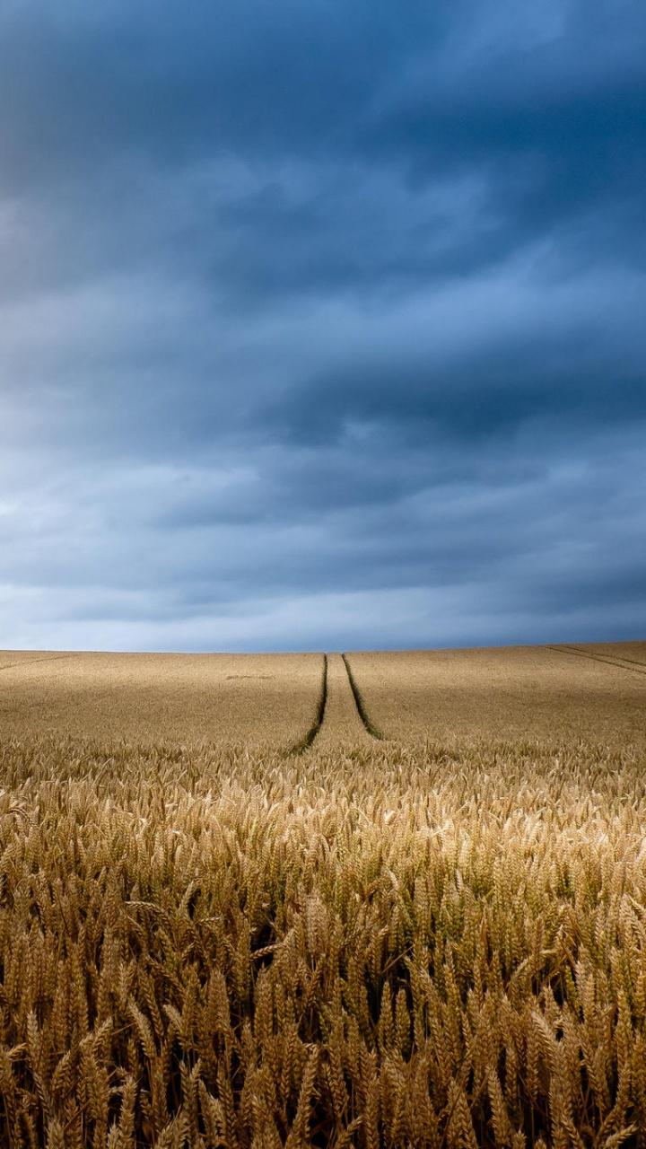 Обои пшеница, поле, сенокосное угодье, равнина, прерия в разрешении 720x1280