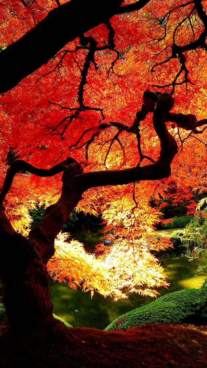 Обои дерево, осень, природа, лист, ветвь в разрешении 720x1280