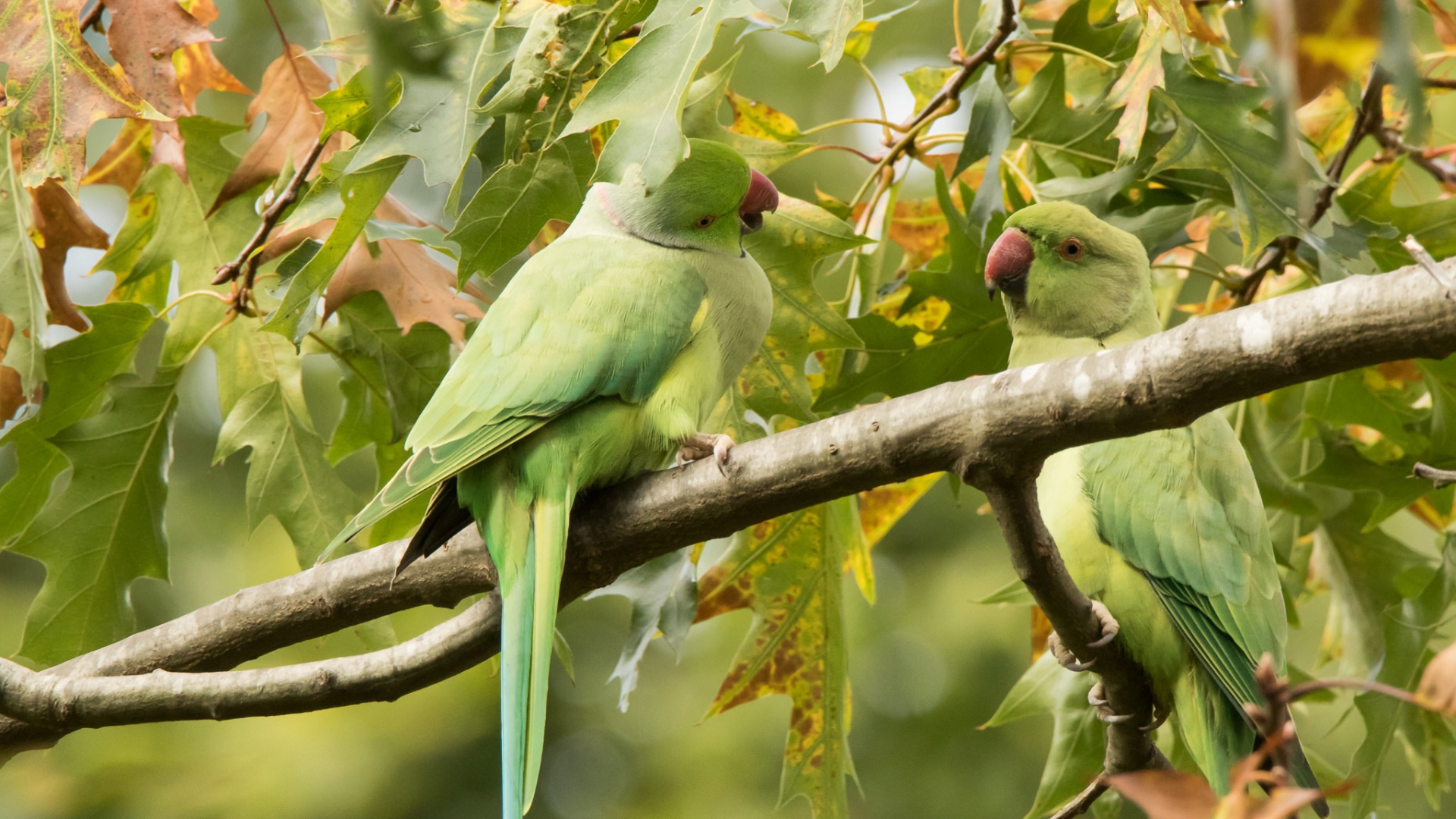 Обои клюв, Неразлучник, длиннохвостый попугай, попугай, птица в разрешении 1920x1080