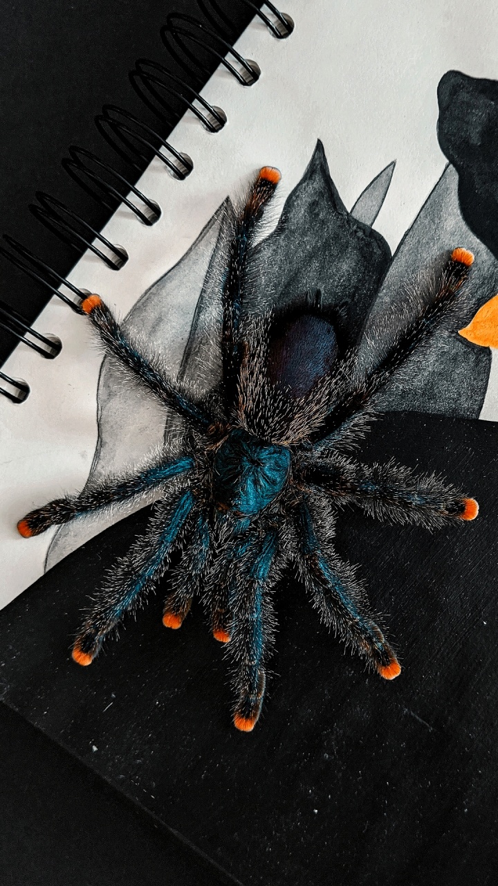 Обои паук, ресничка, арт, линия, живопись в разрешении 720x1280