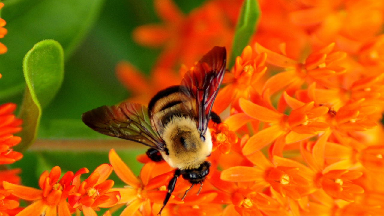 Обои насекомое, Бамблби, медоносная пчела, пчела, опылитель в разрешении 1280x720