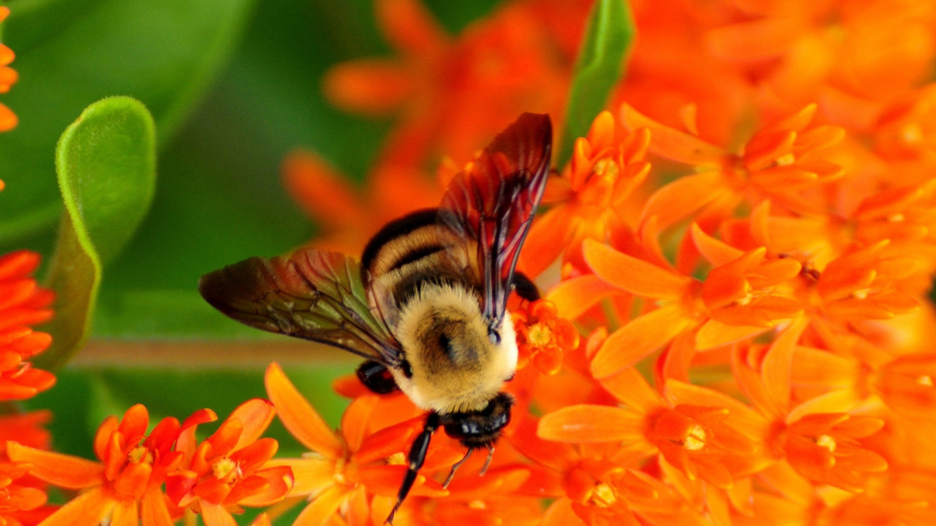 Обои насекомое, Бамблби, медоносная пчела, пчела, опылитель в разрешении 1366x768
