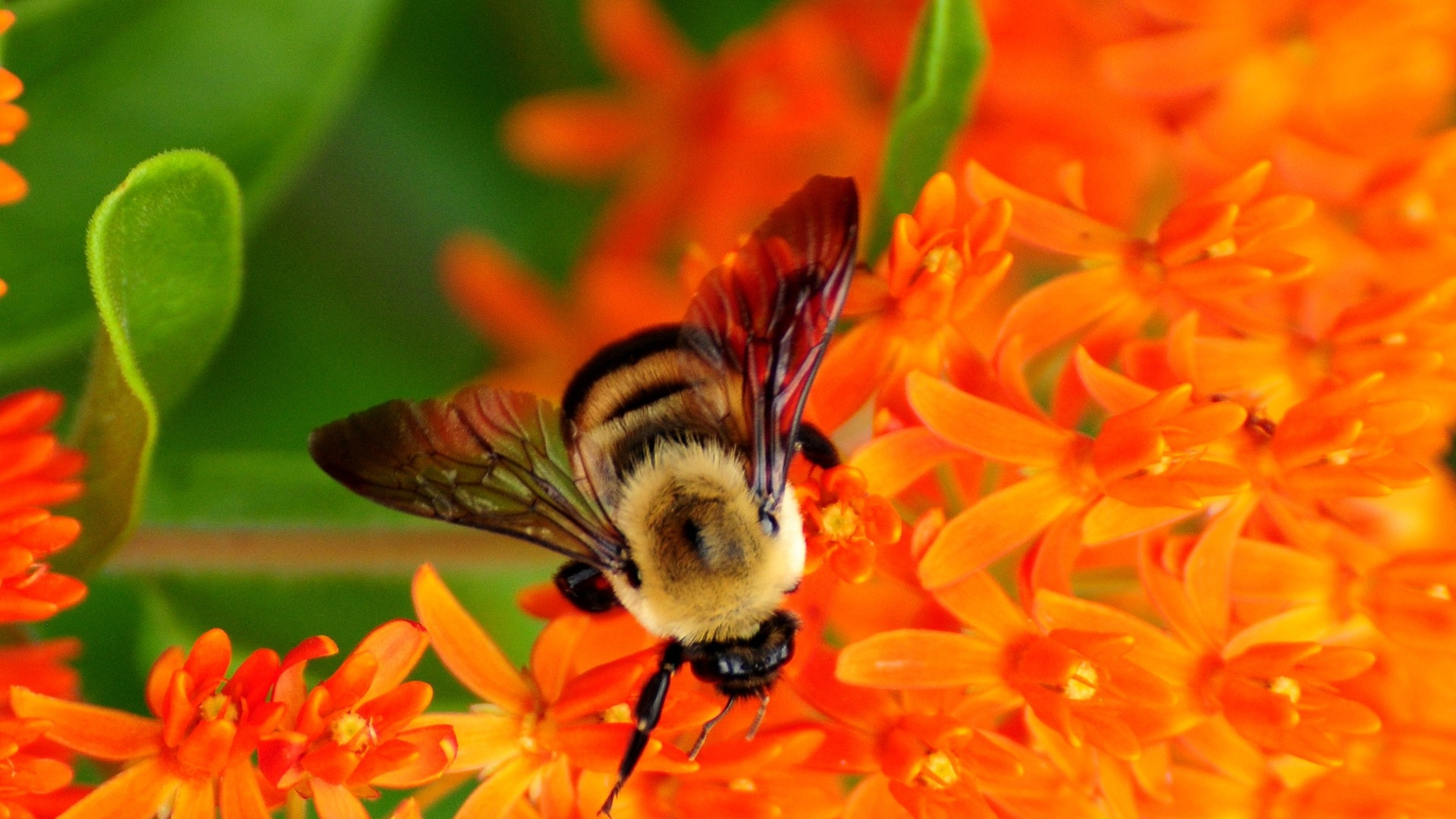 Обои насекомое, Бамблби, медоносная пчела, пчела, опылитель в разрешении 1920x1080
