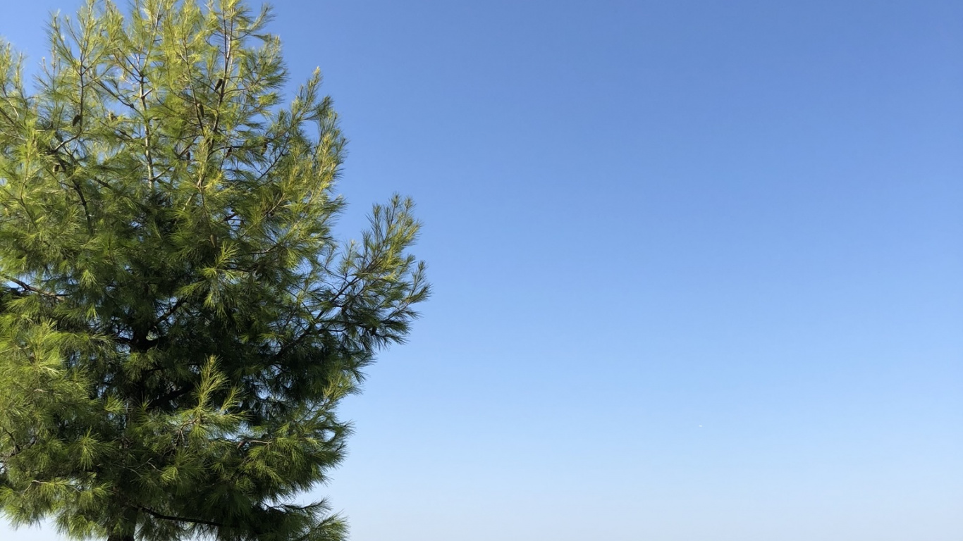 Обои вода, ветвь, скамейка, скамейка на открытом воздухе, уличная мебель в разрешении 1366x768