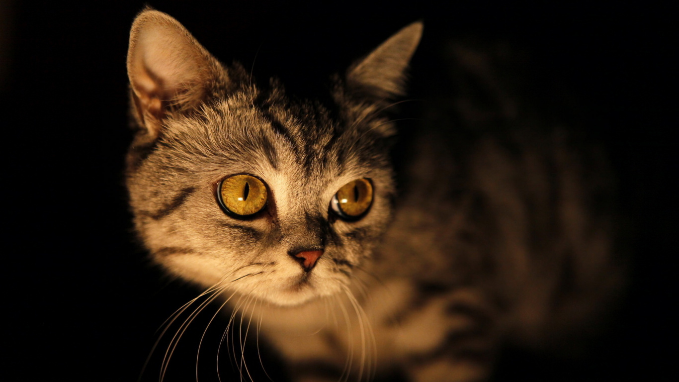 Обои котенок, кот, бакенбарды, кошачьих, нос в разрешении 1366x768