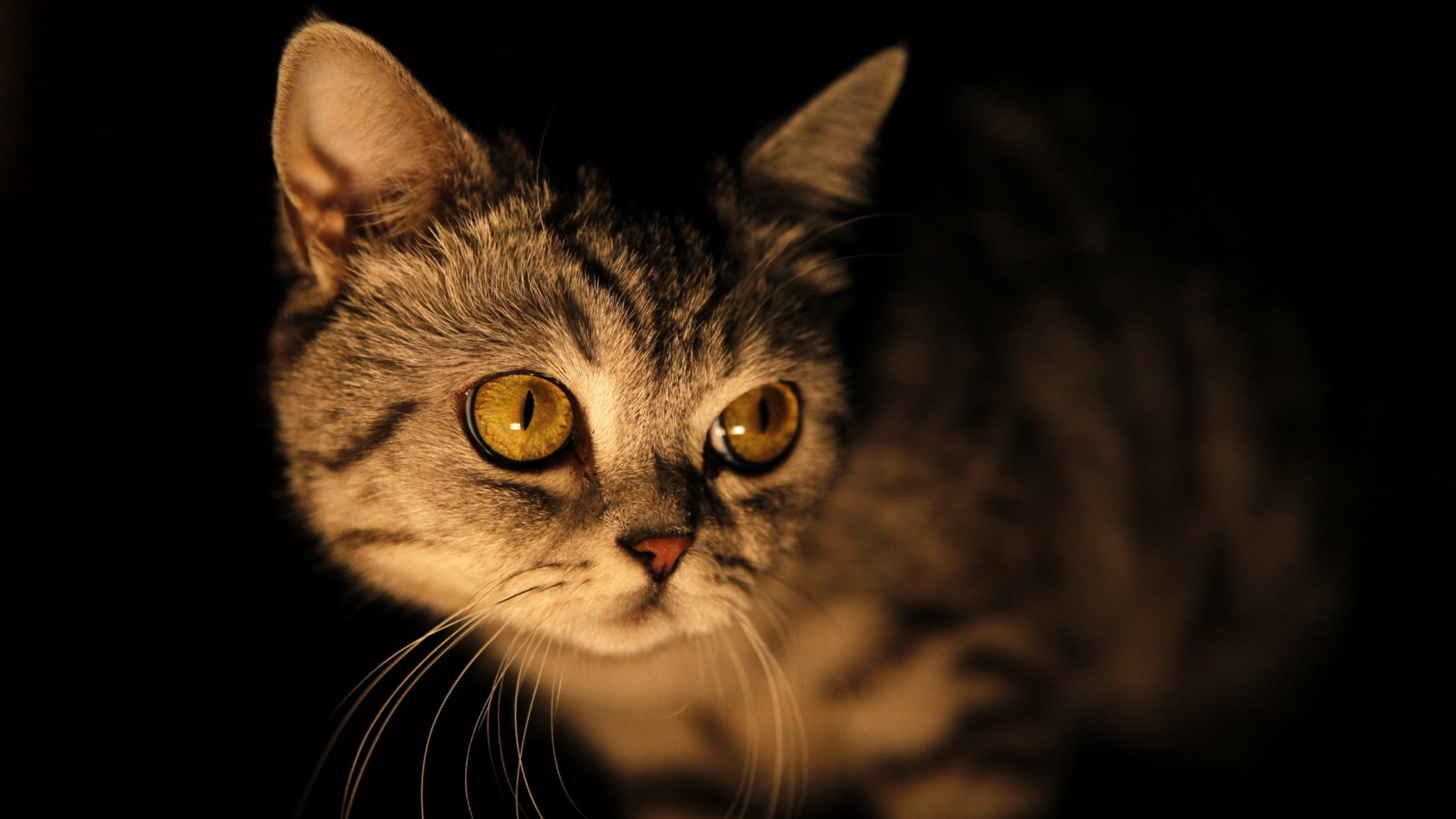 Обои котенок, кот, бакенбарды, кошачьих, нос в разрешении 1920x1080